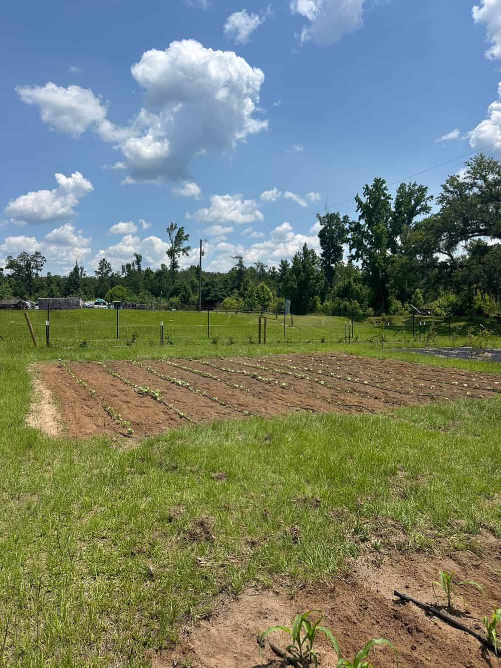 Fruit & Vegetable Garden Development image