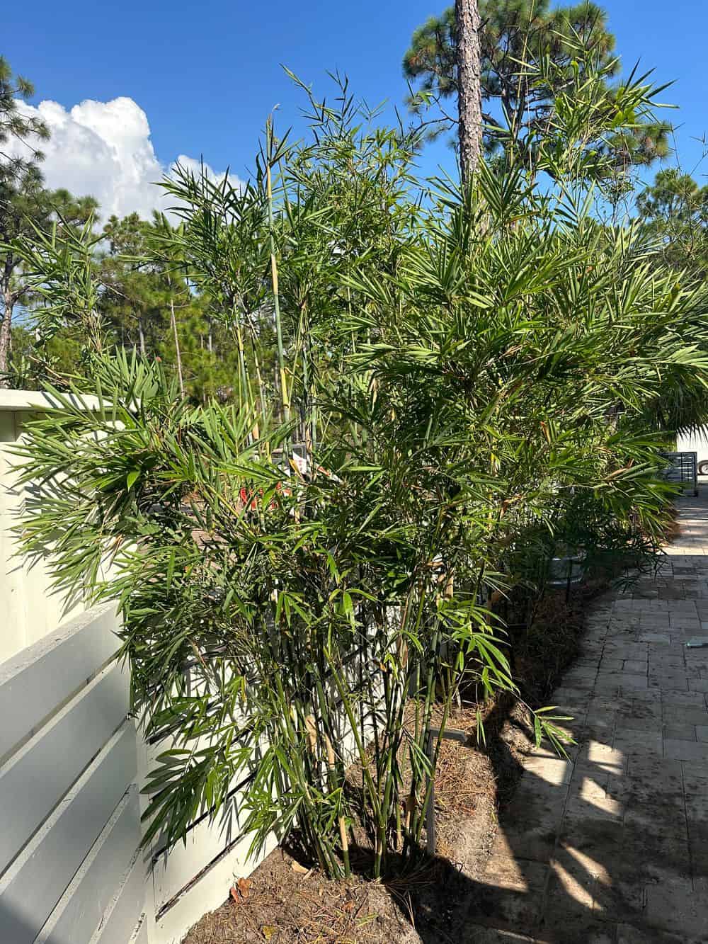 Natural Fence Privacy Walls image