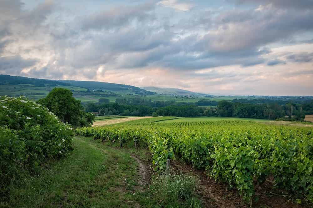Vineyard Design & Installation image
