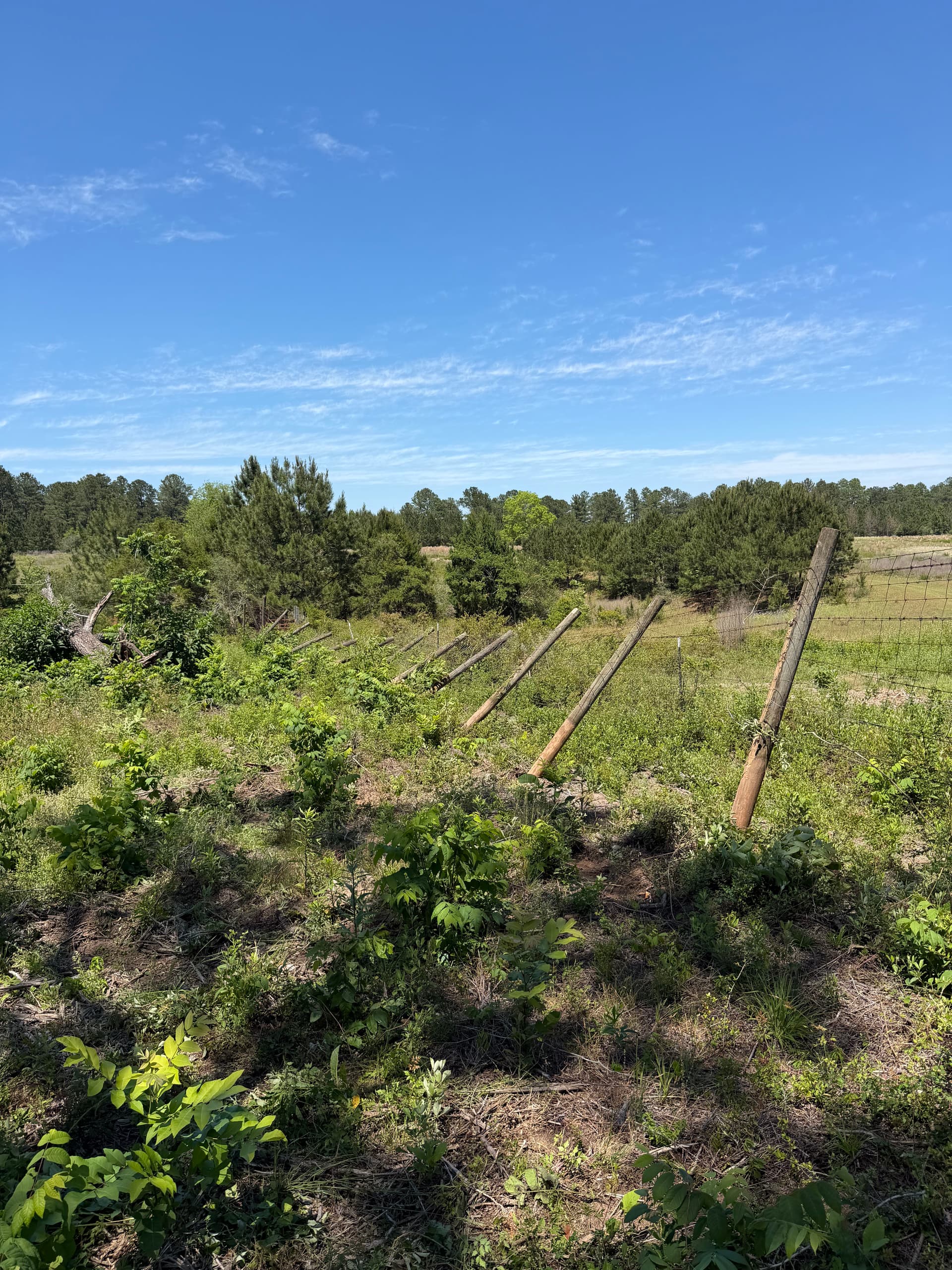 Gallery photos for Pasture Cleared and Prepped From the Ground Up: Image #4