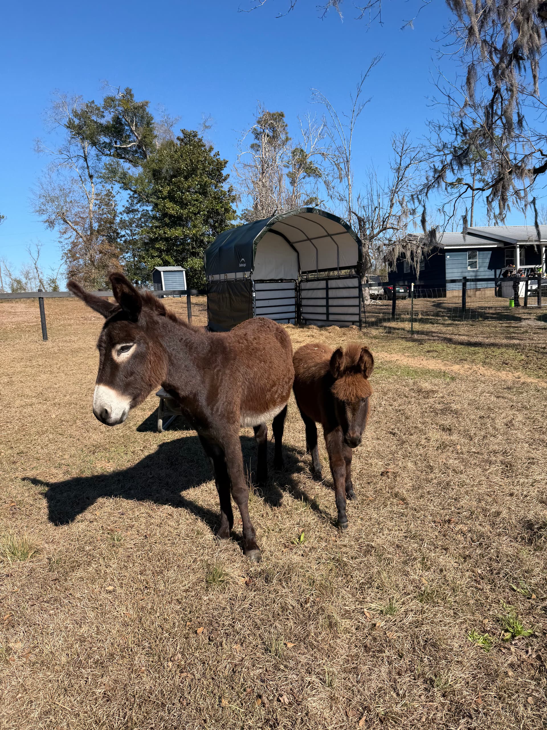 Donkey Shelter Creation in Marianna, FL