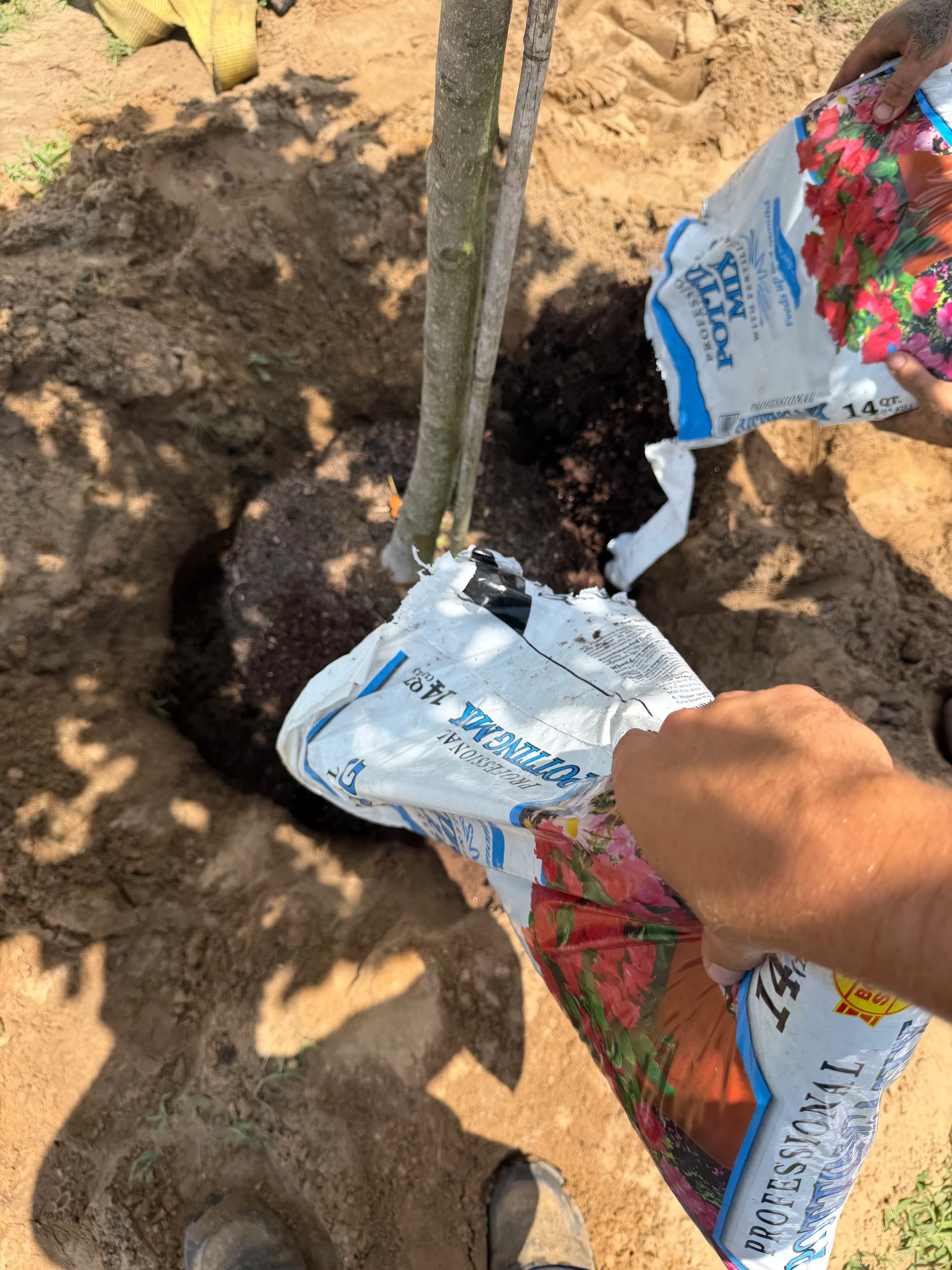 Gallery photos for Planting Trees That Will Outlast All of Us: Image #2