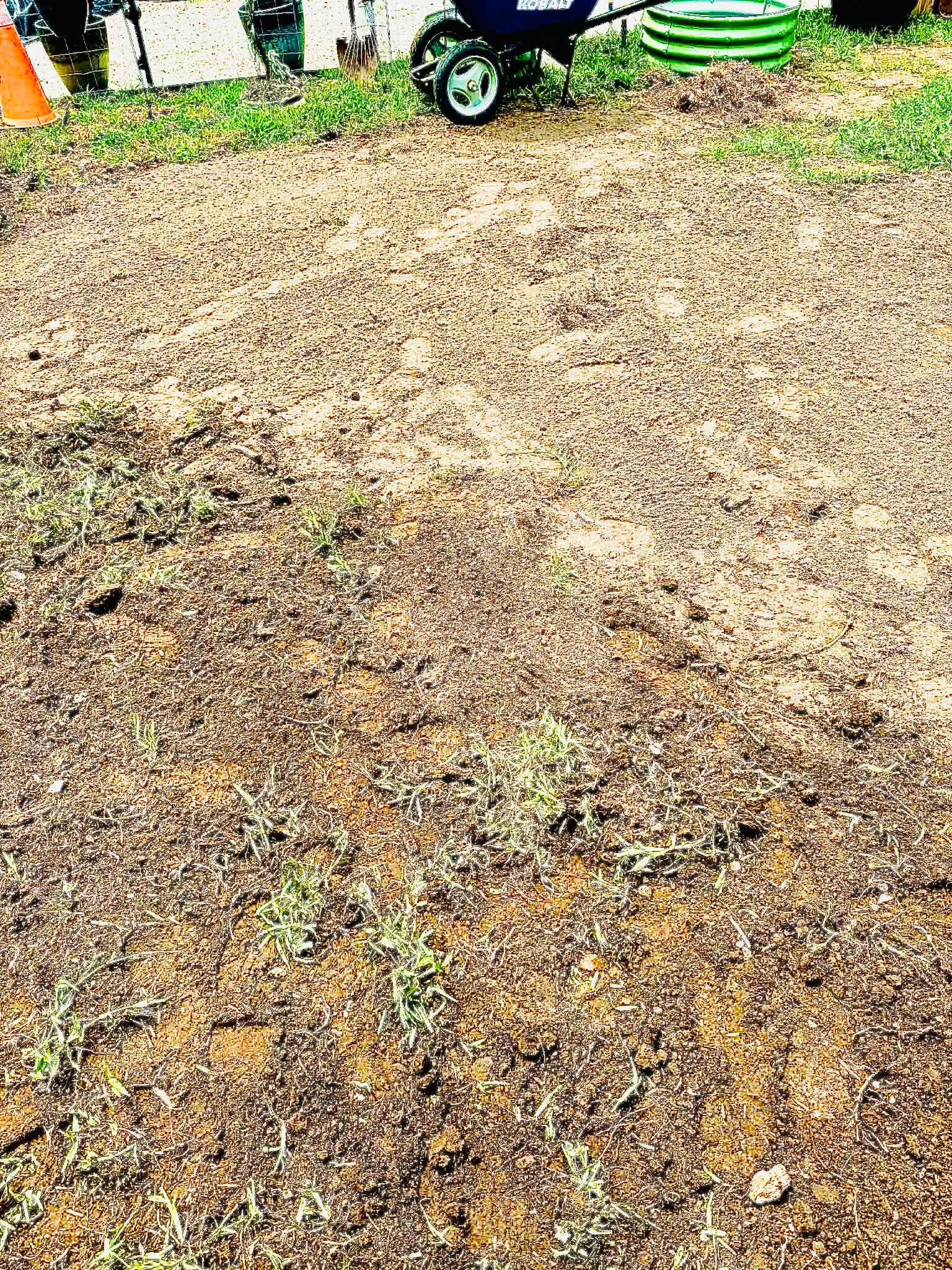 Gallery photos for From Old Stump to Thriving Food Forest With Raised Beds: Image #5