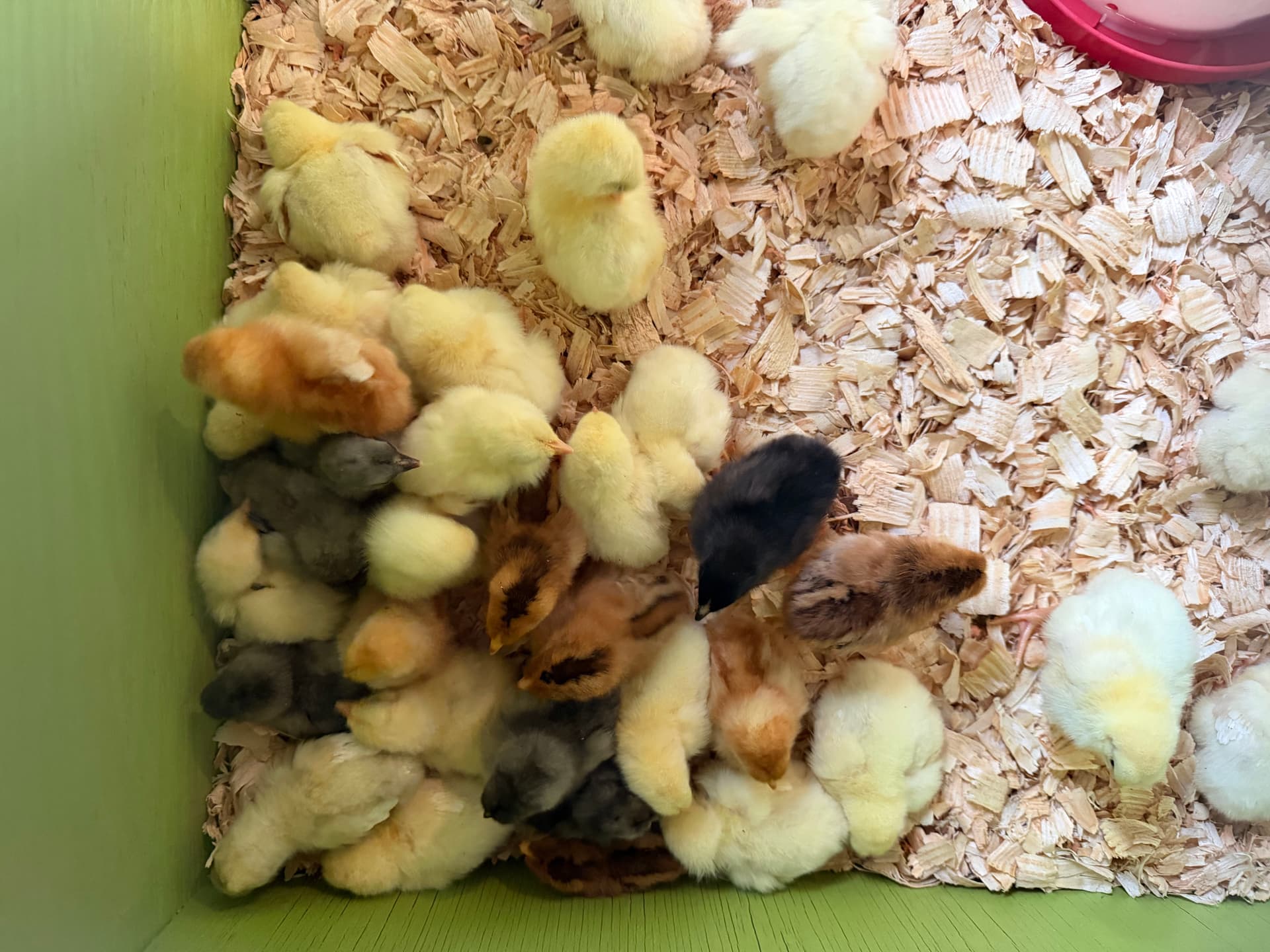 Sustainable Poultry Solutions in Marianna Florida