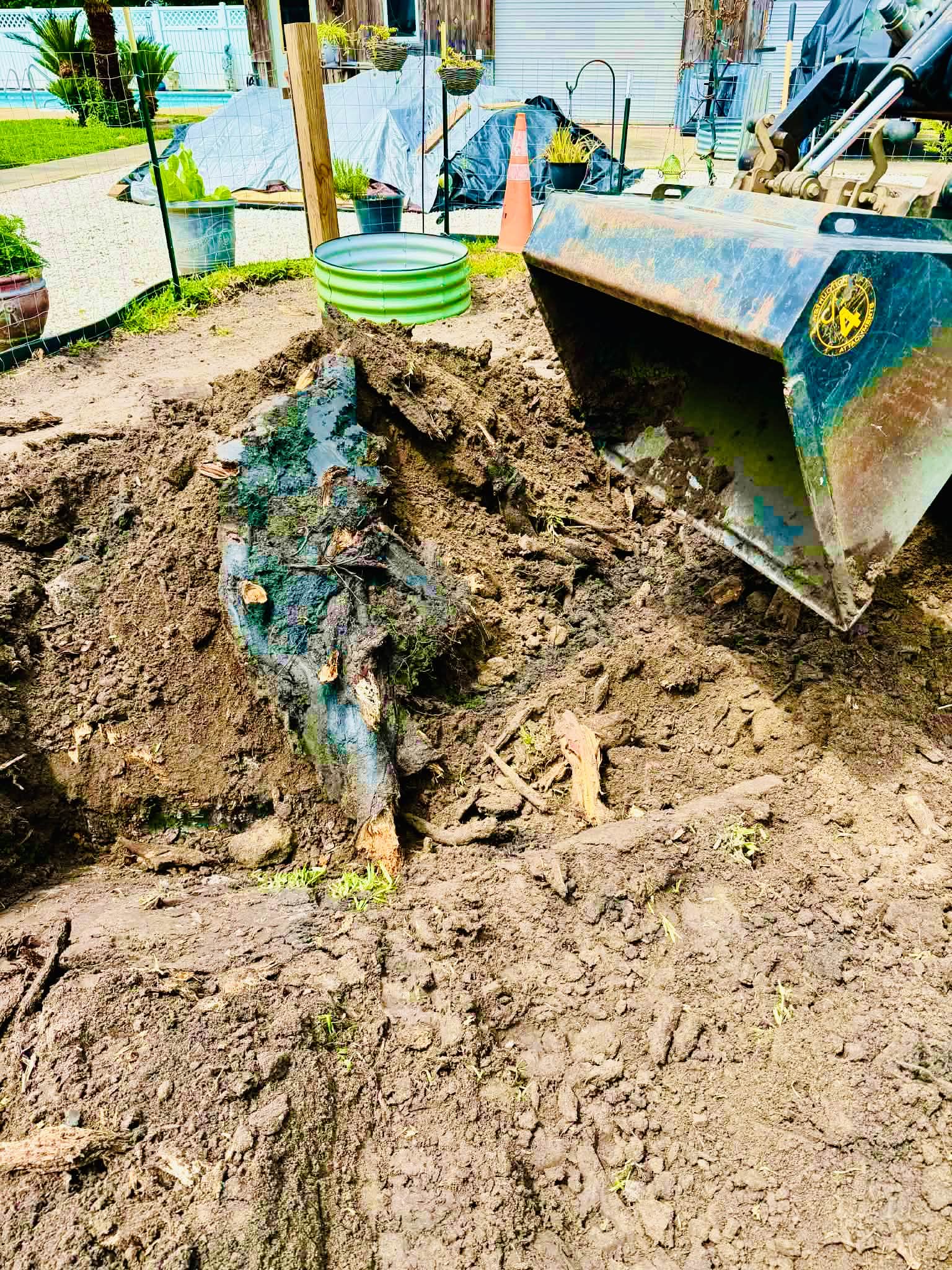 Gallery photos for From Old Stump to Thriving Food Forest With Raised Beds: Image #8