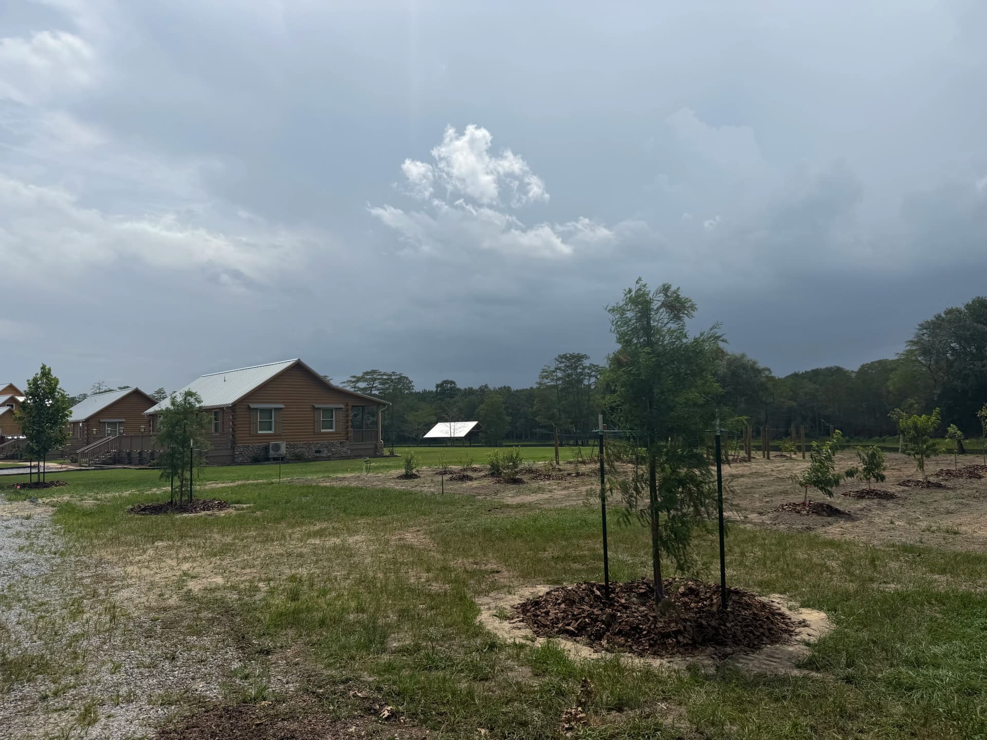 Gallery photos for Planting Trees That Will Outlast All of Us: Image #4