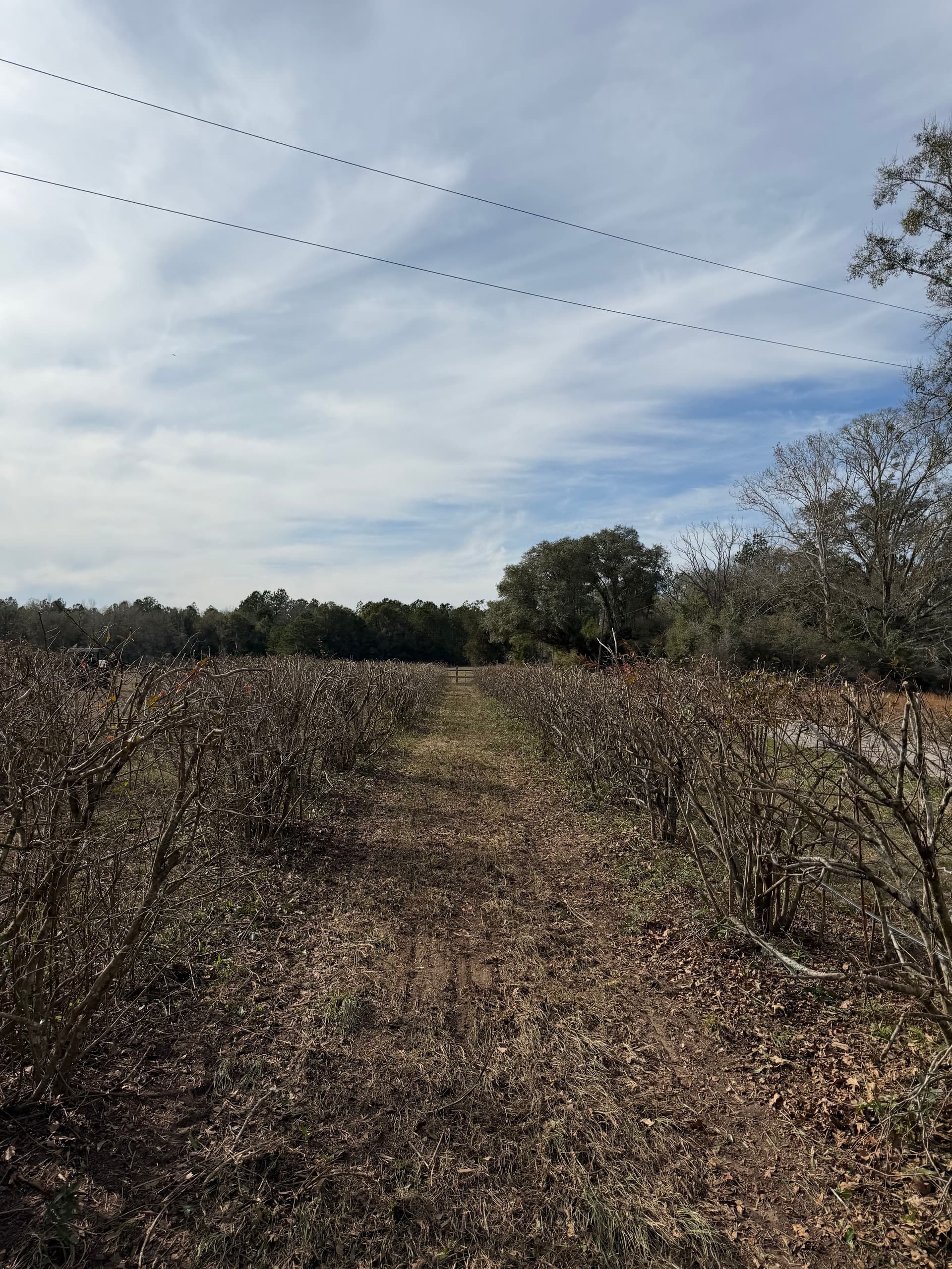 Gallery photos for Blueberry Patch Beautification in Vernon, Florida: Image #7