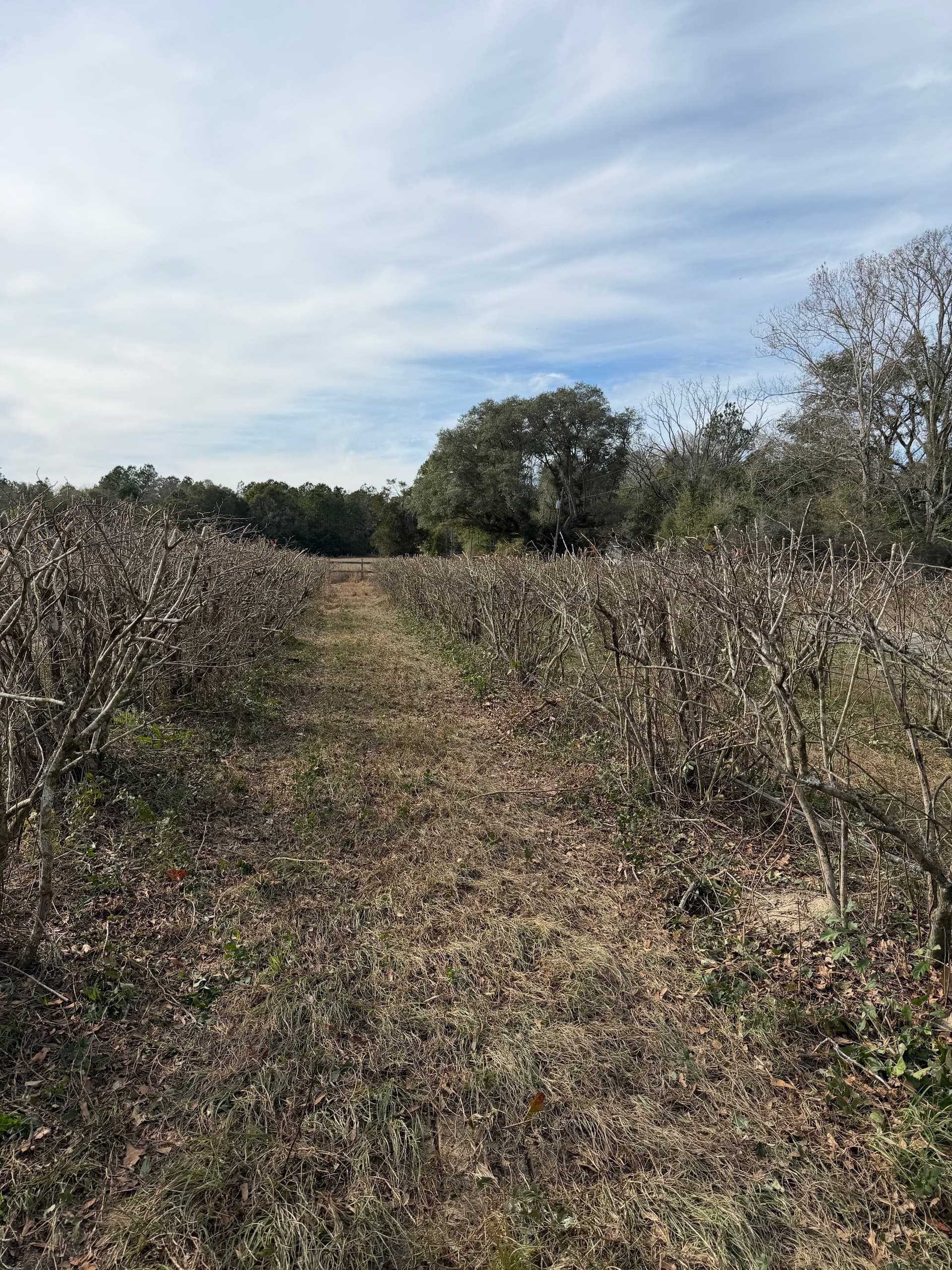 Gallery photos for Blueberry Patch Beautification in Vernon, Florida: Image #5