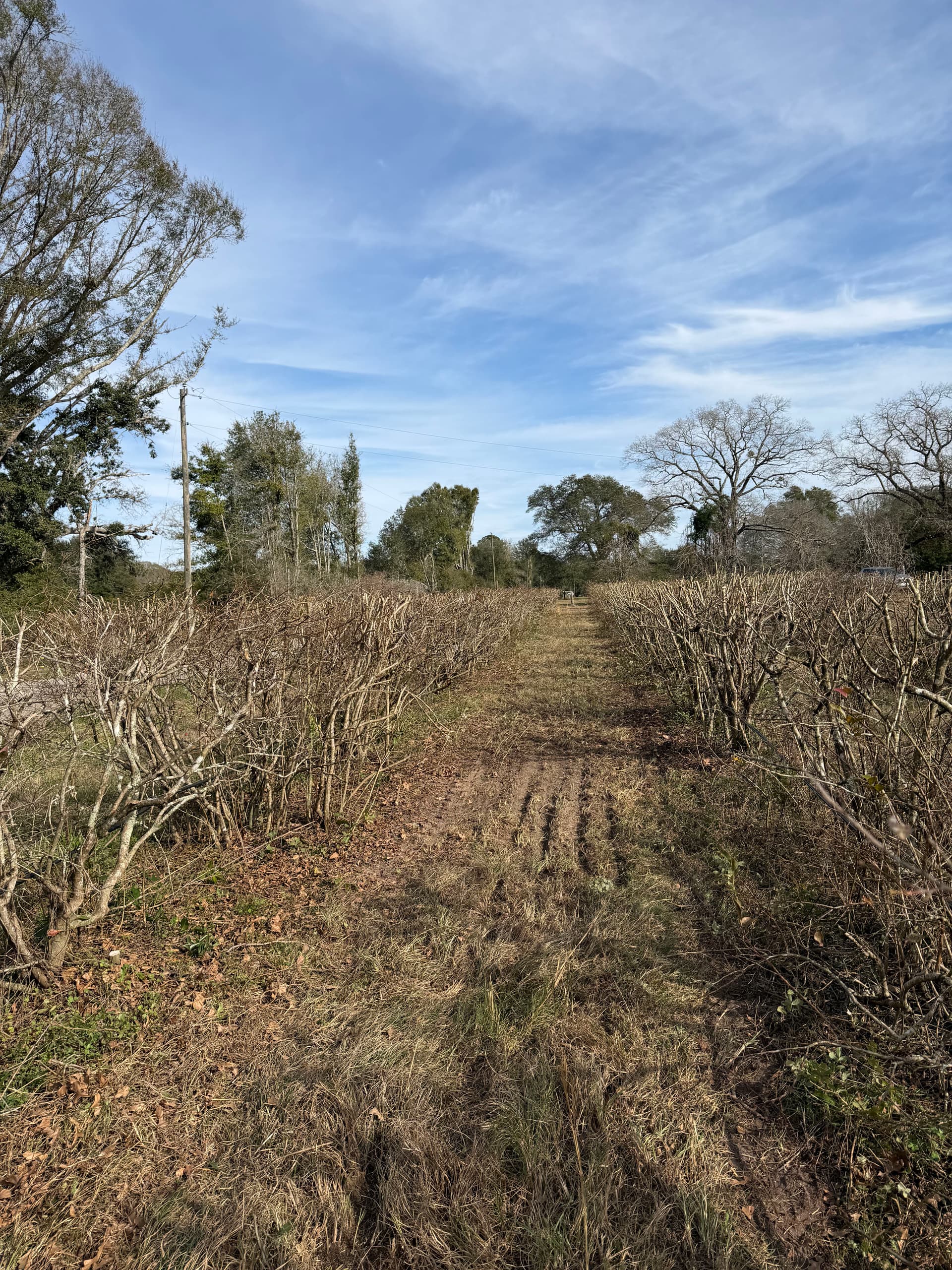Gallery photos for Blueberry Patch Beautification in Vernon, Florida: Image #9