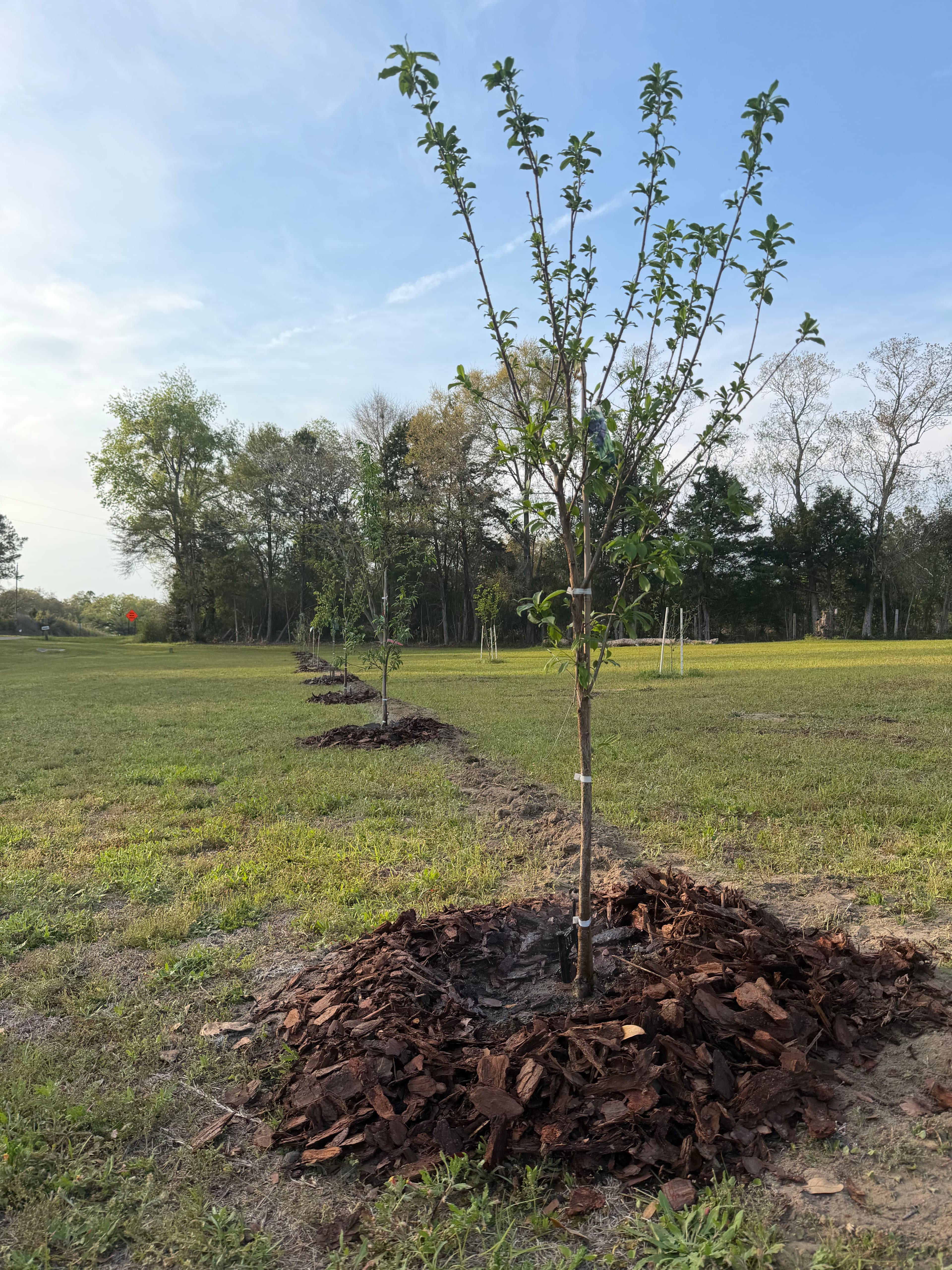 Project Orchard and Irrigation System Installation in Caryville Florida image