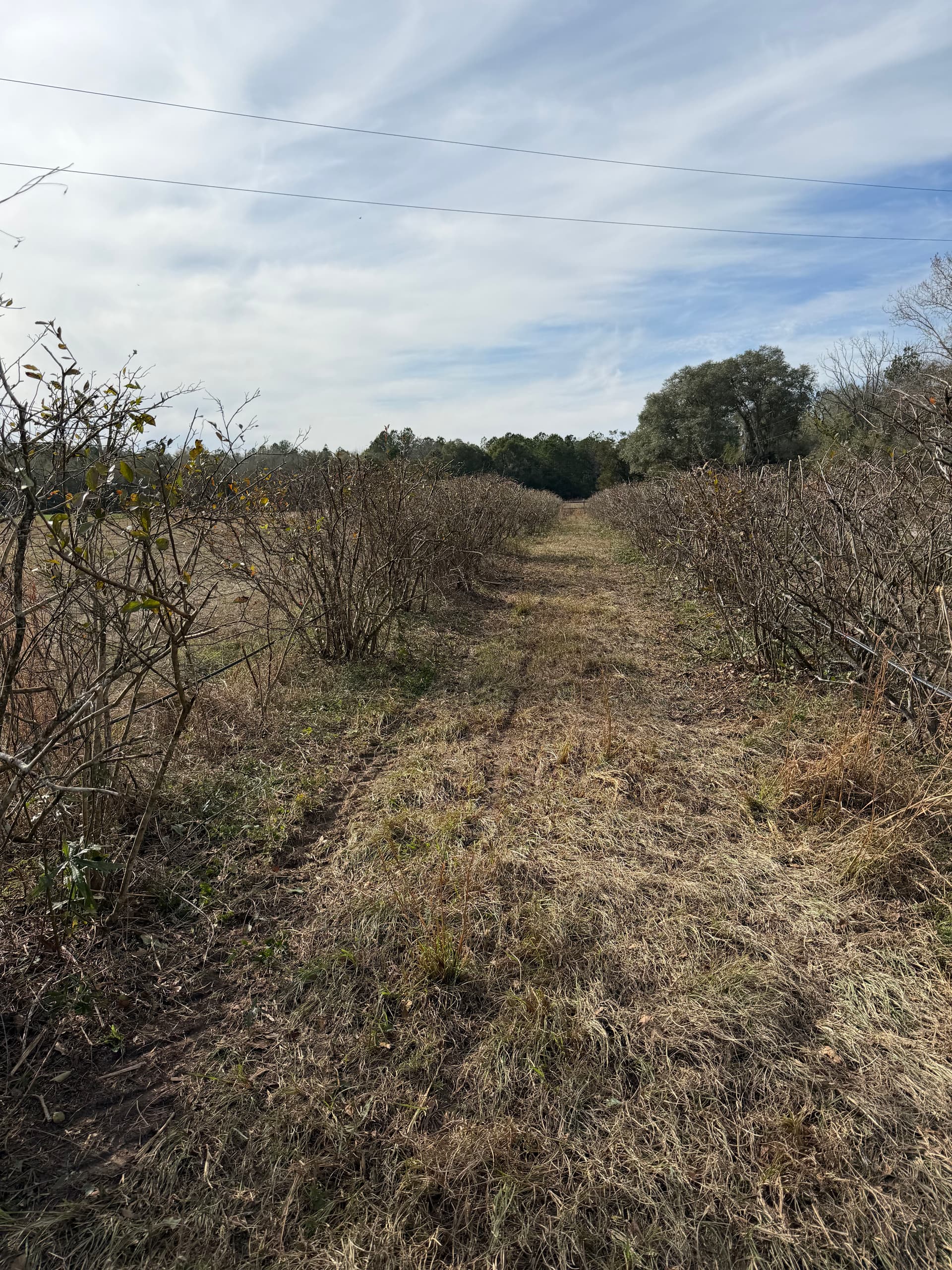 Gallery photos for Blueberry Patch Beautification in Vernon, Florida: Image #6