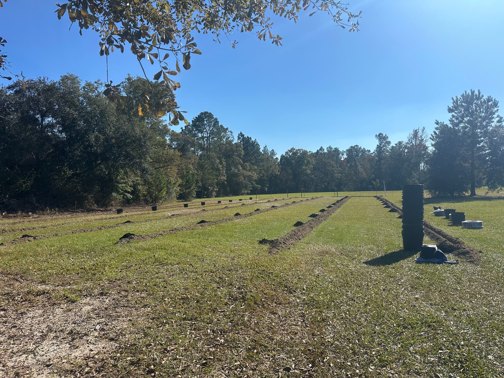 Transformation of Chipley Field into Thriving Orchard