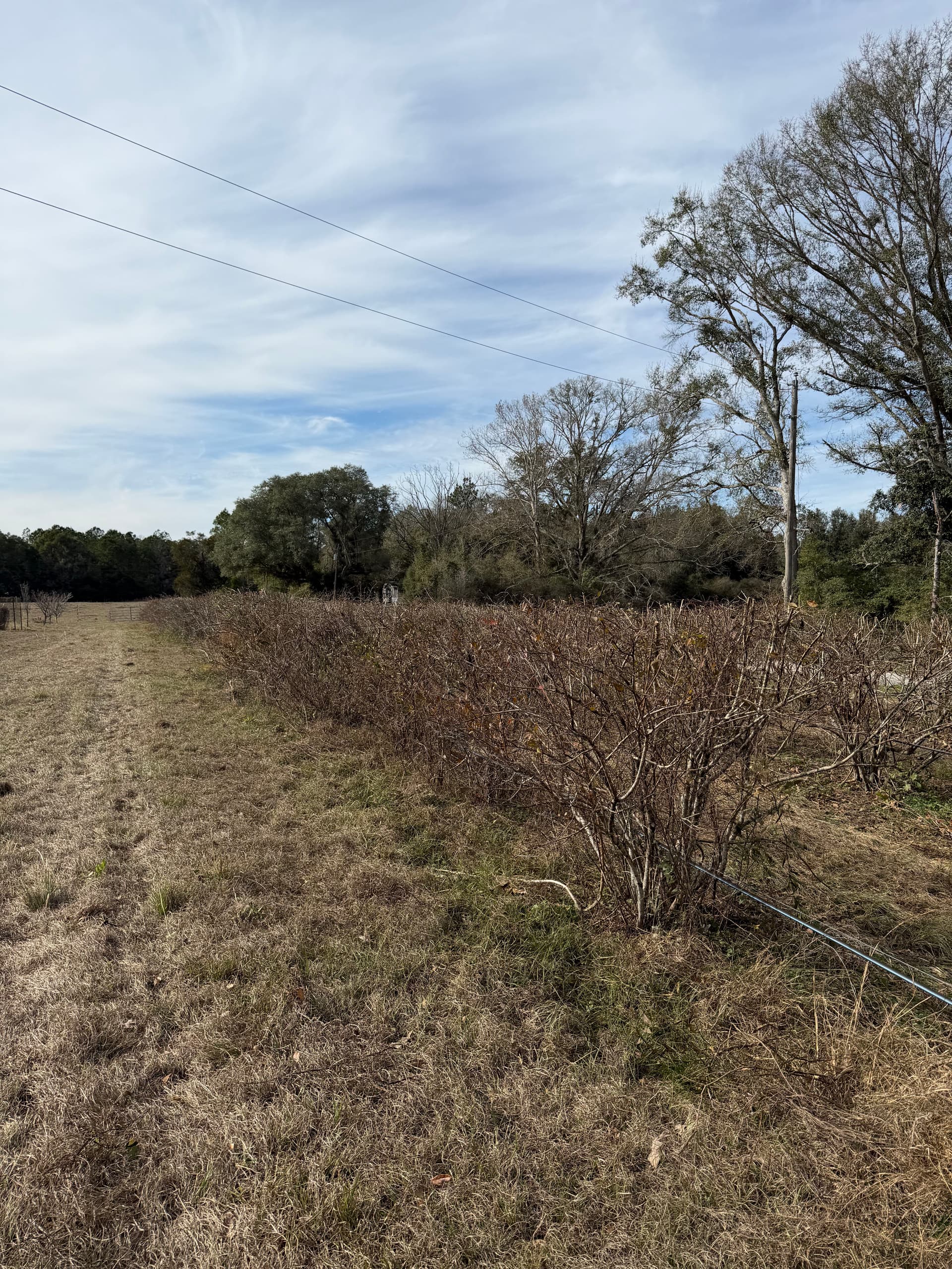 Gallery photos for Blueberry Patch Beautification in Vernon, Florida: Image #4