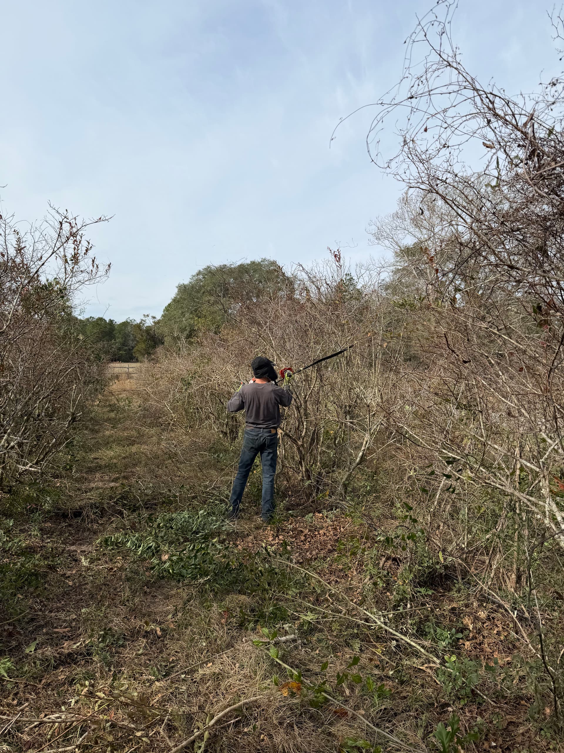 Blueberry Patch Beautification in Vernon, Florida