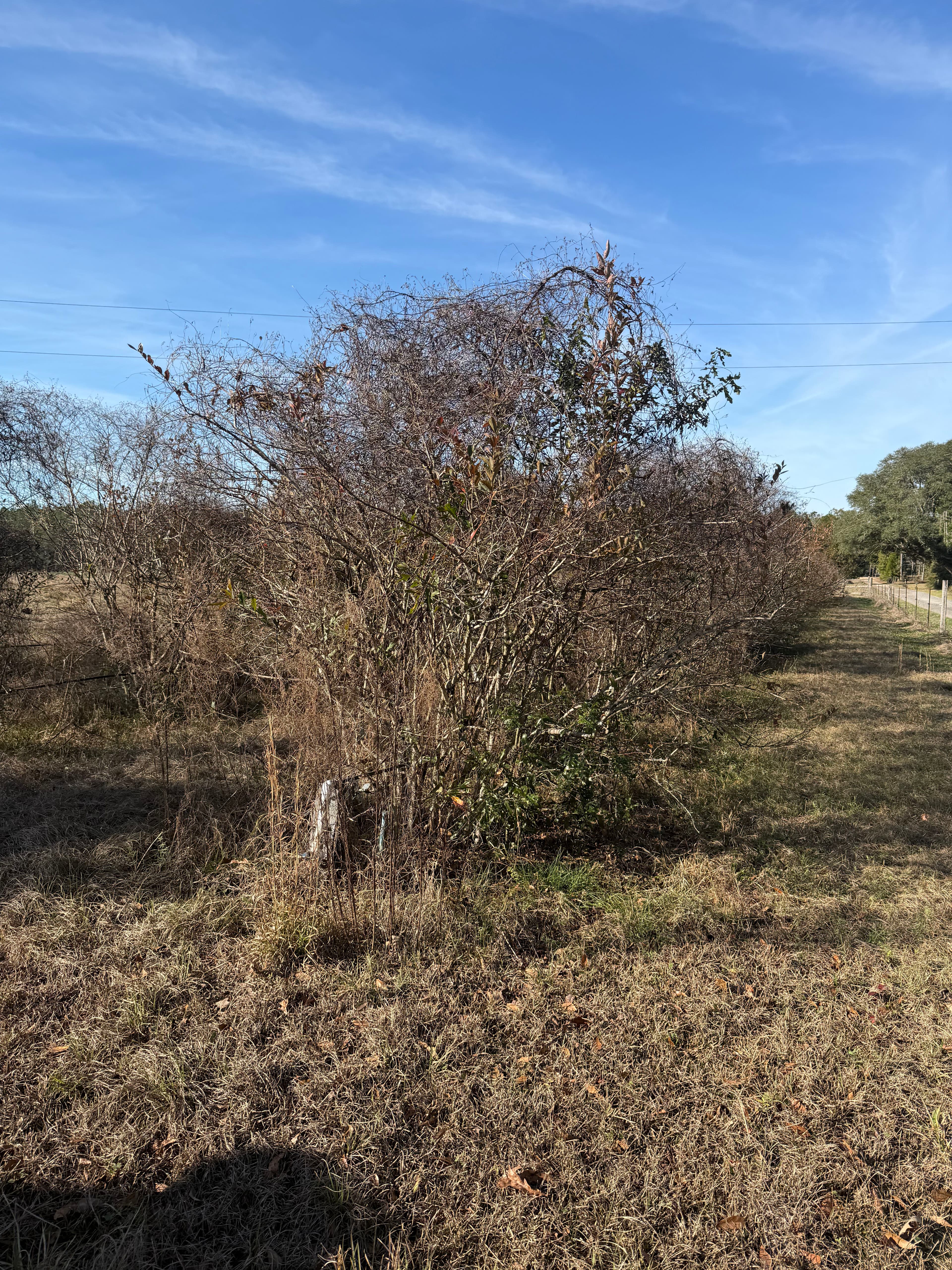 Project Blueberry Patch Beautification in Vernon, Florida image