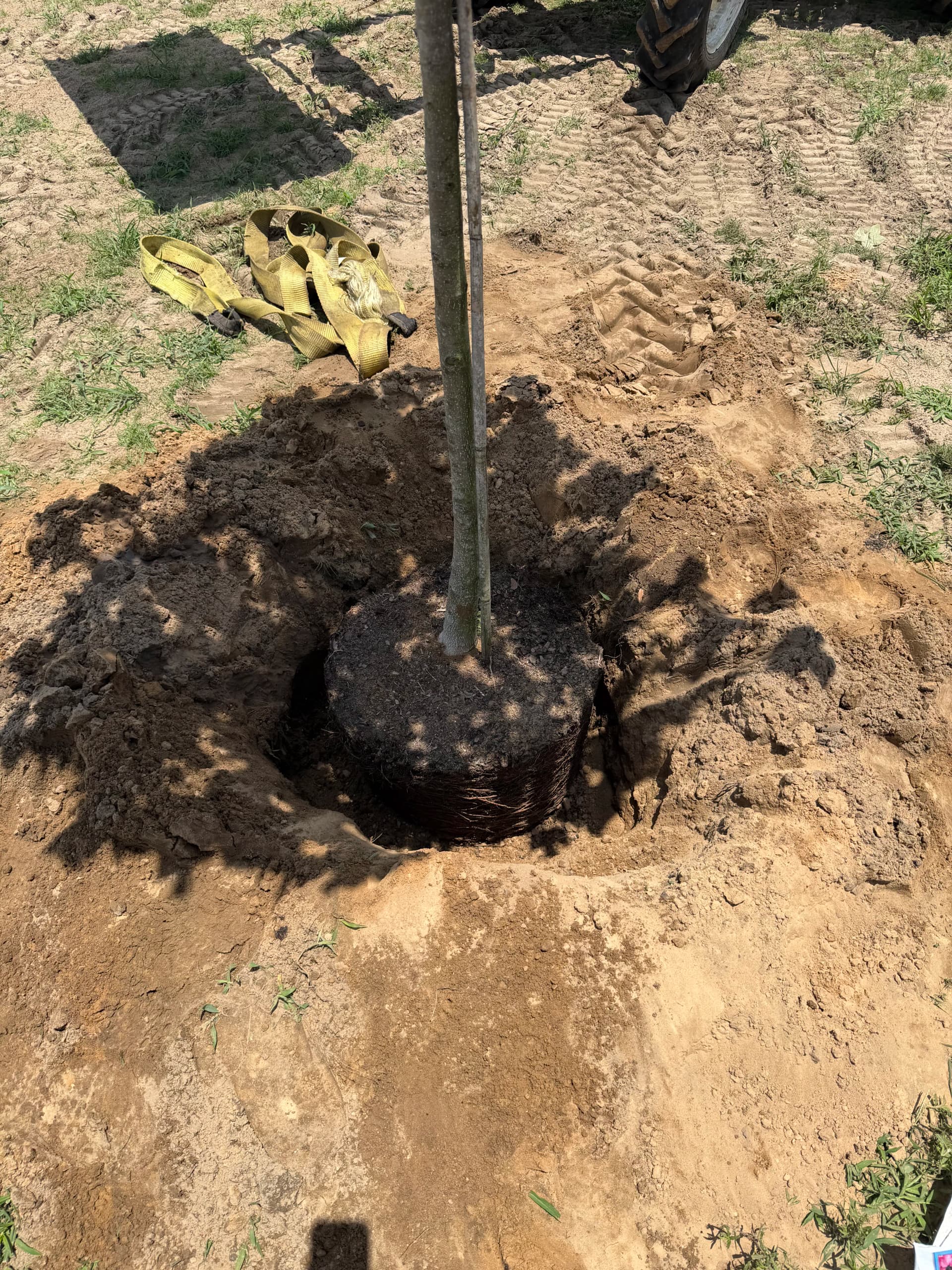 Gallery photos for Planting Trees That Will Outlast All of Us: Image #1