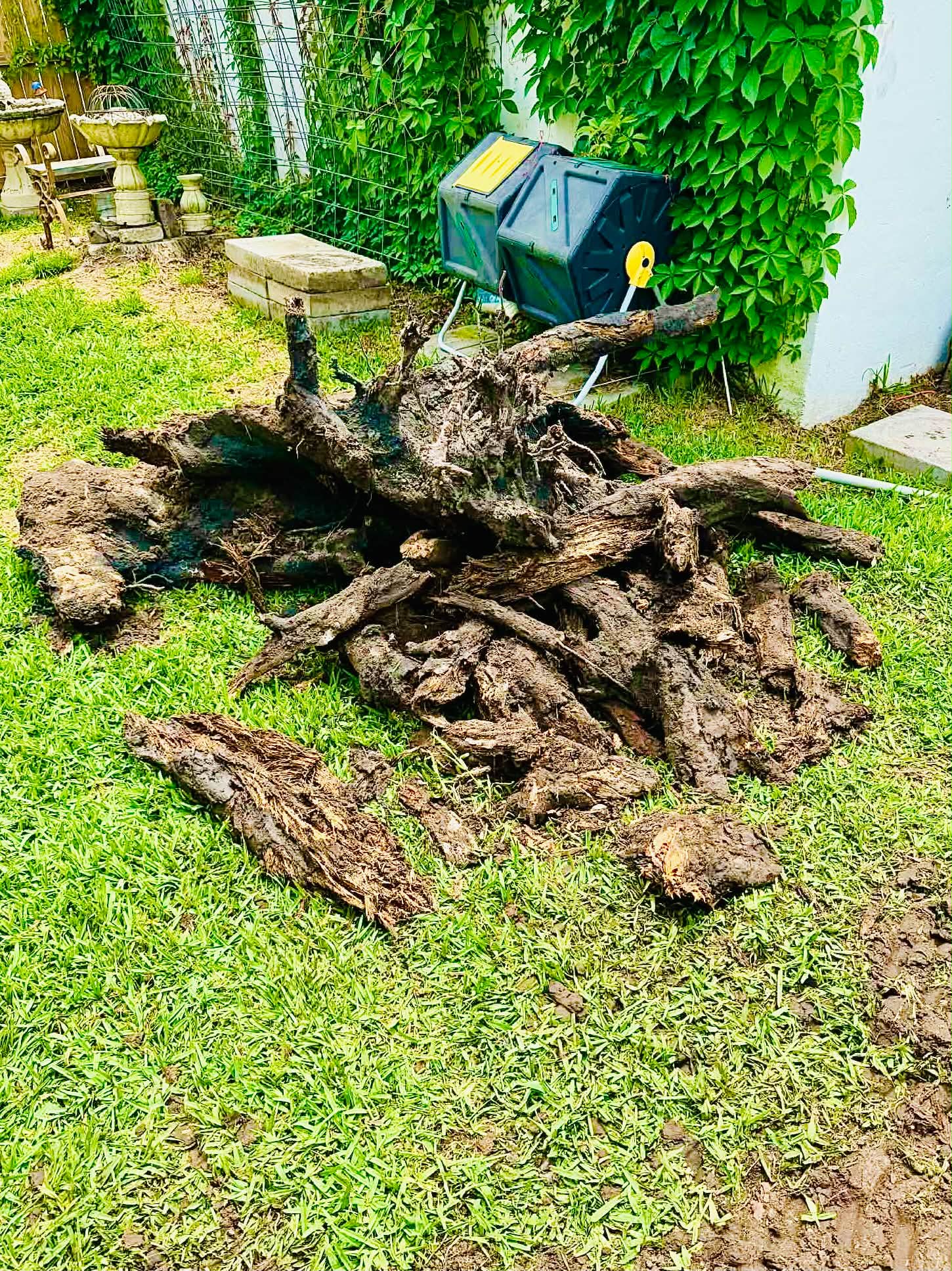 Gallery photos for From Old Stump to Thriving Food Forest With Raised Beds: Image #9