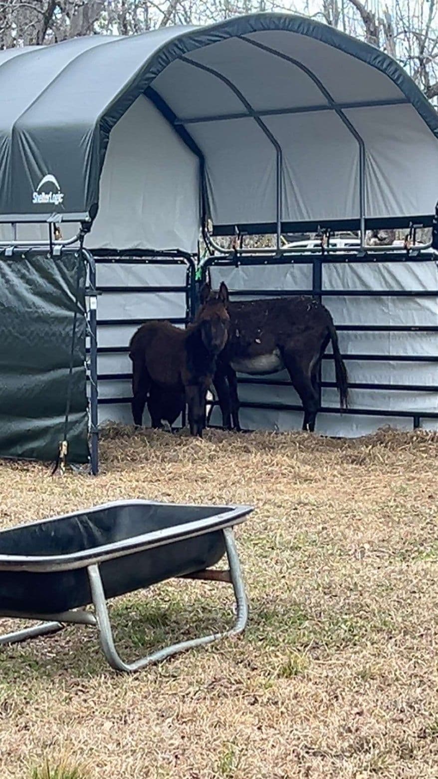 Donkey Shelter Creation in Marianna, FL