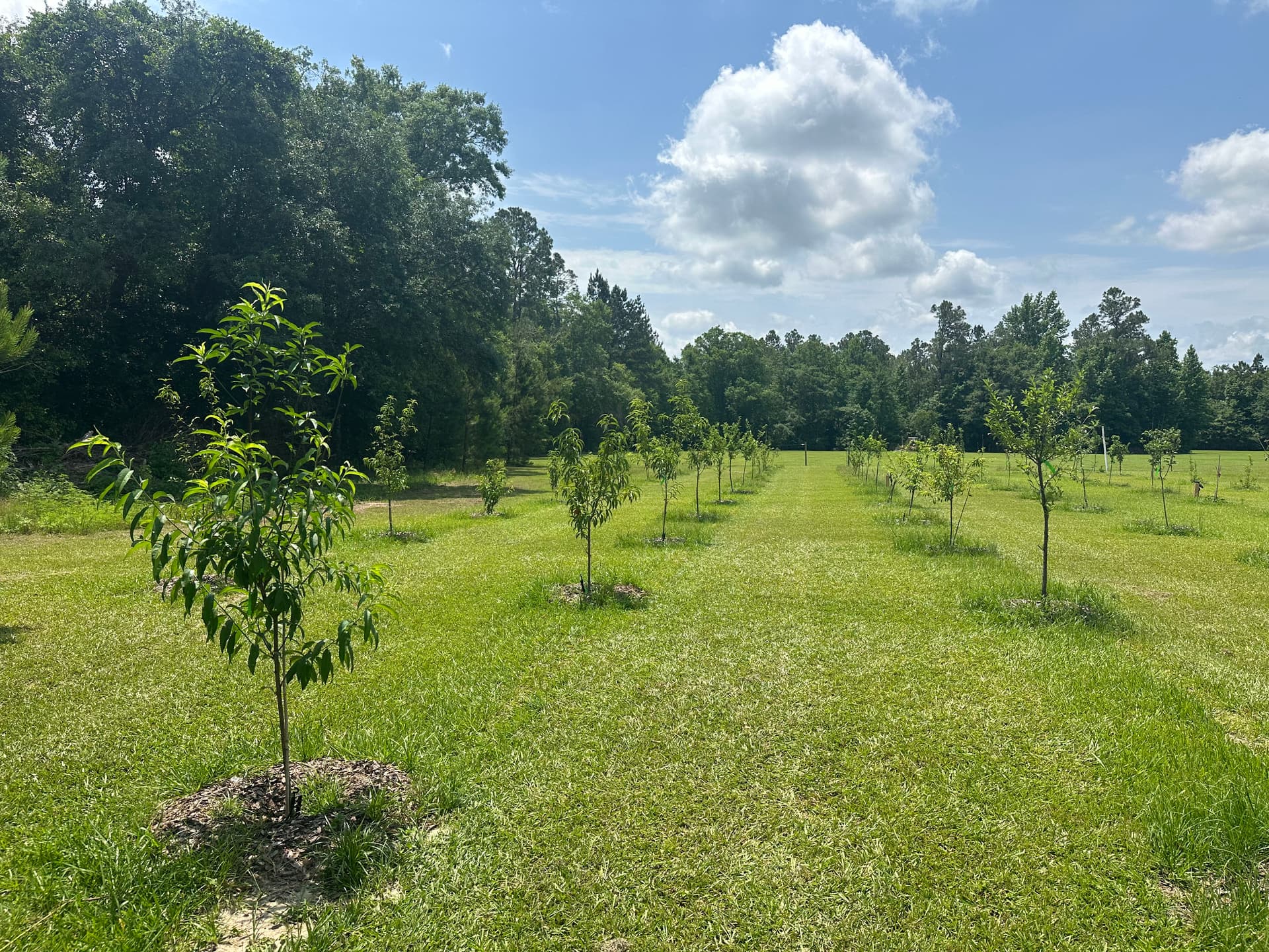 Transformation of Chipley Field into Thriving Orchard