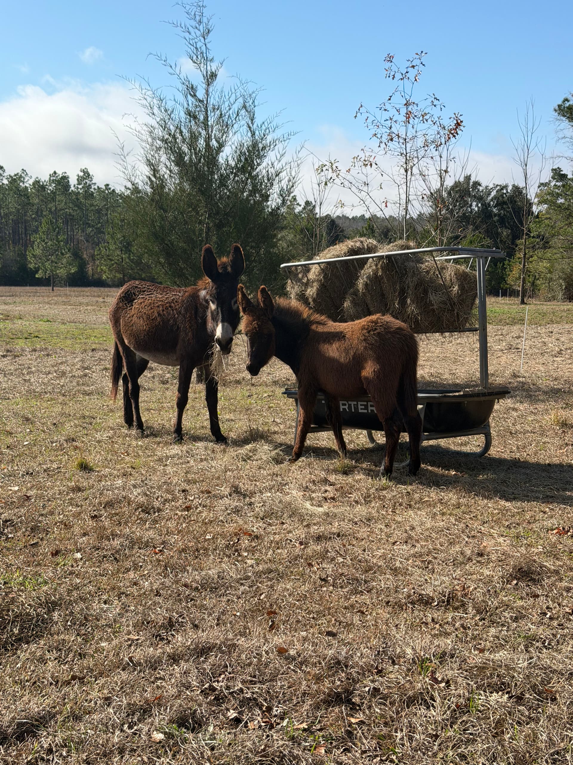 Gallery photos for Donkey Shelter Creation in Marianna, FL: Image #5
