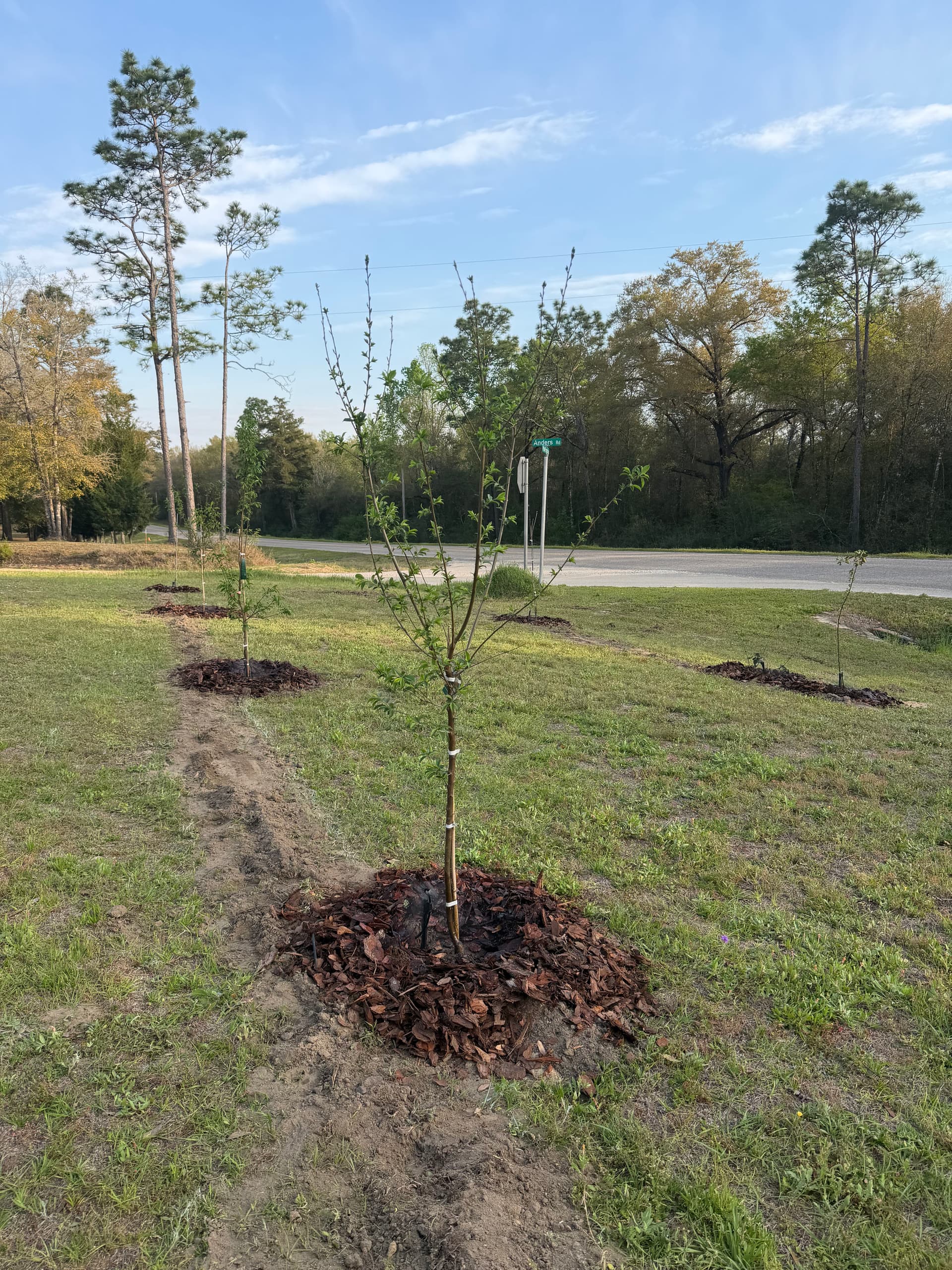 Gallery photos for Orchard and Irrigation System Installation in Caryville Florida: Image #3