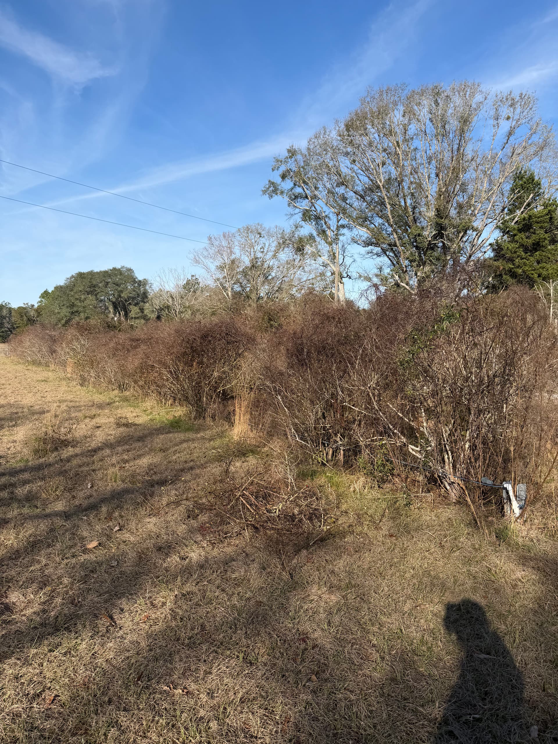 Blueberry Patch Beautification in Vernon, Florida
