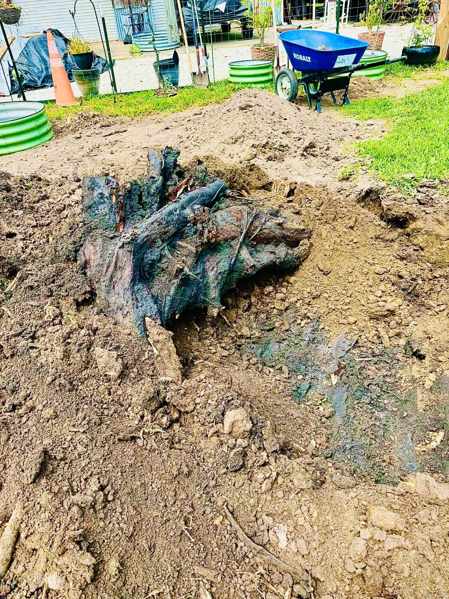 Gallery photos for From Old Stump to Thriving Food Forest With Raised Beds: Image #7