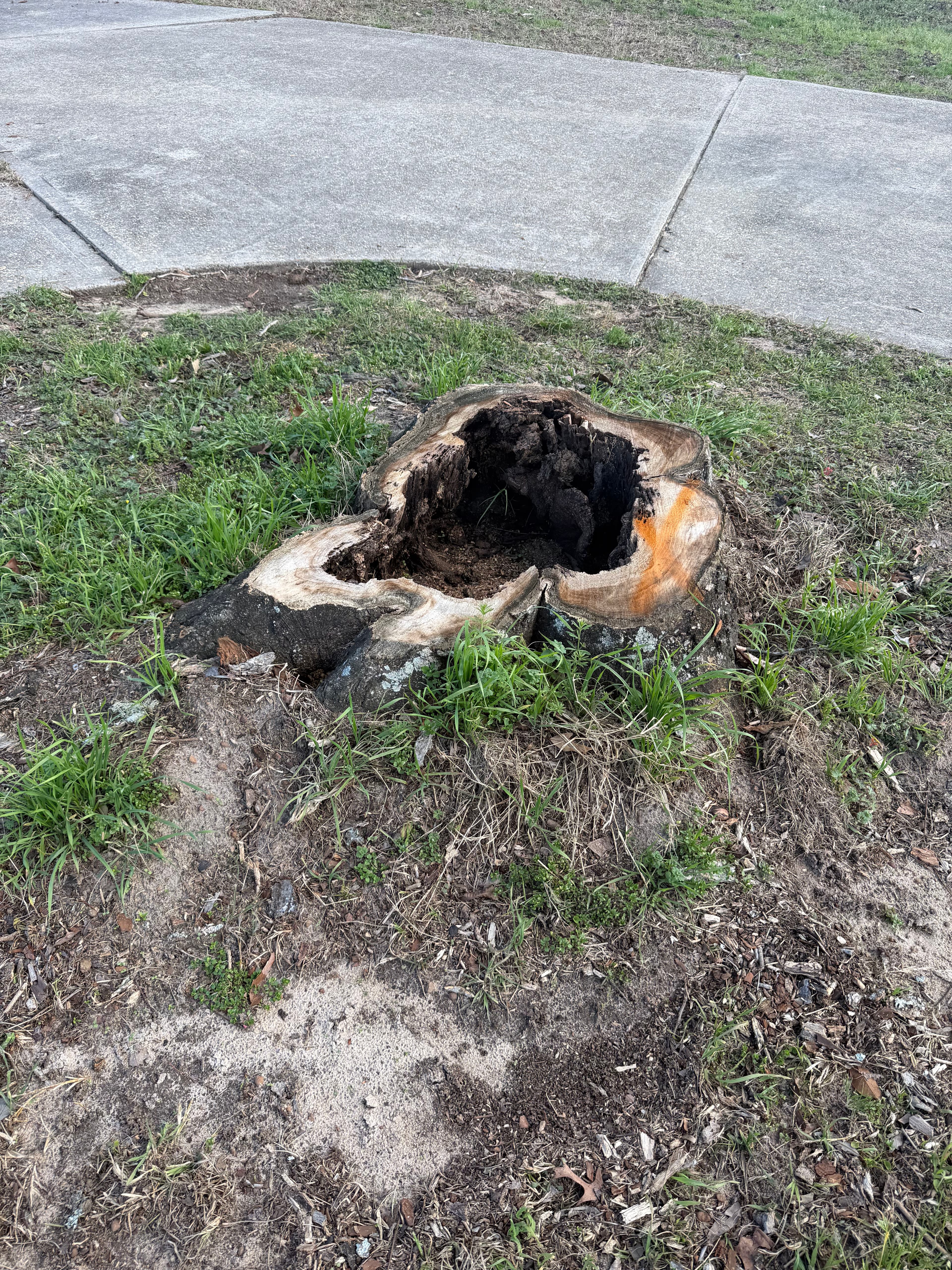 Project Stump Grinding Success in Ponce De Leon Florida image