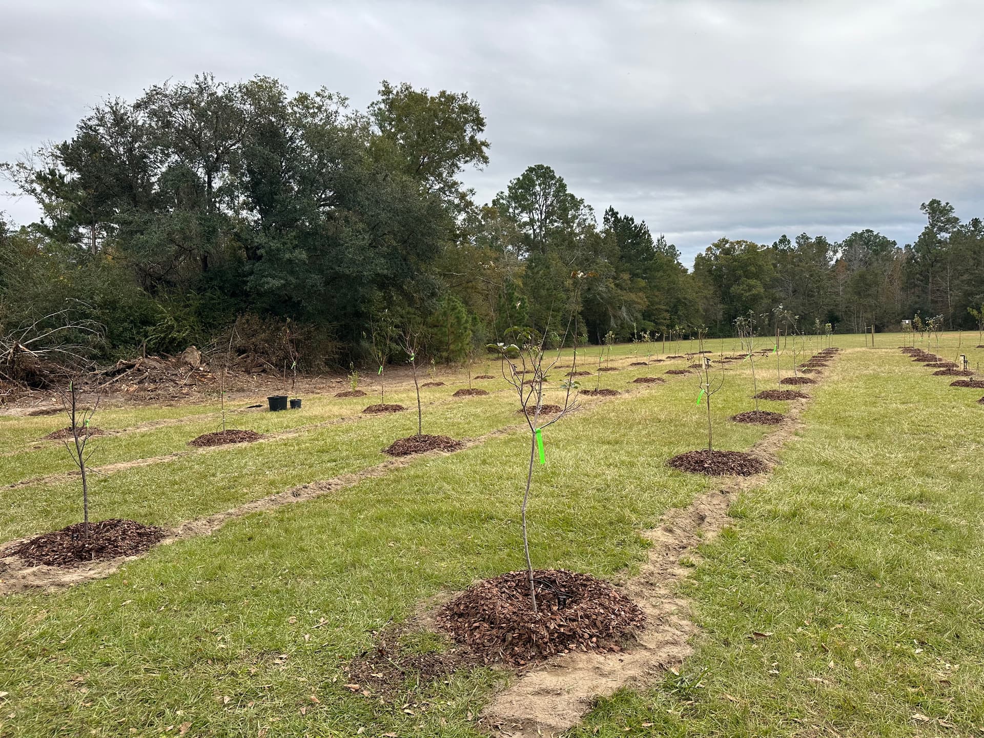 Transformation of Chipley Field into Thriving Orchard