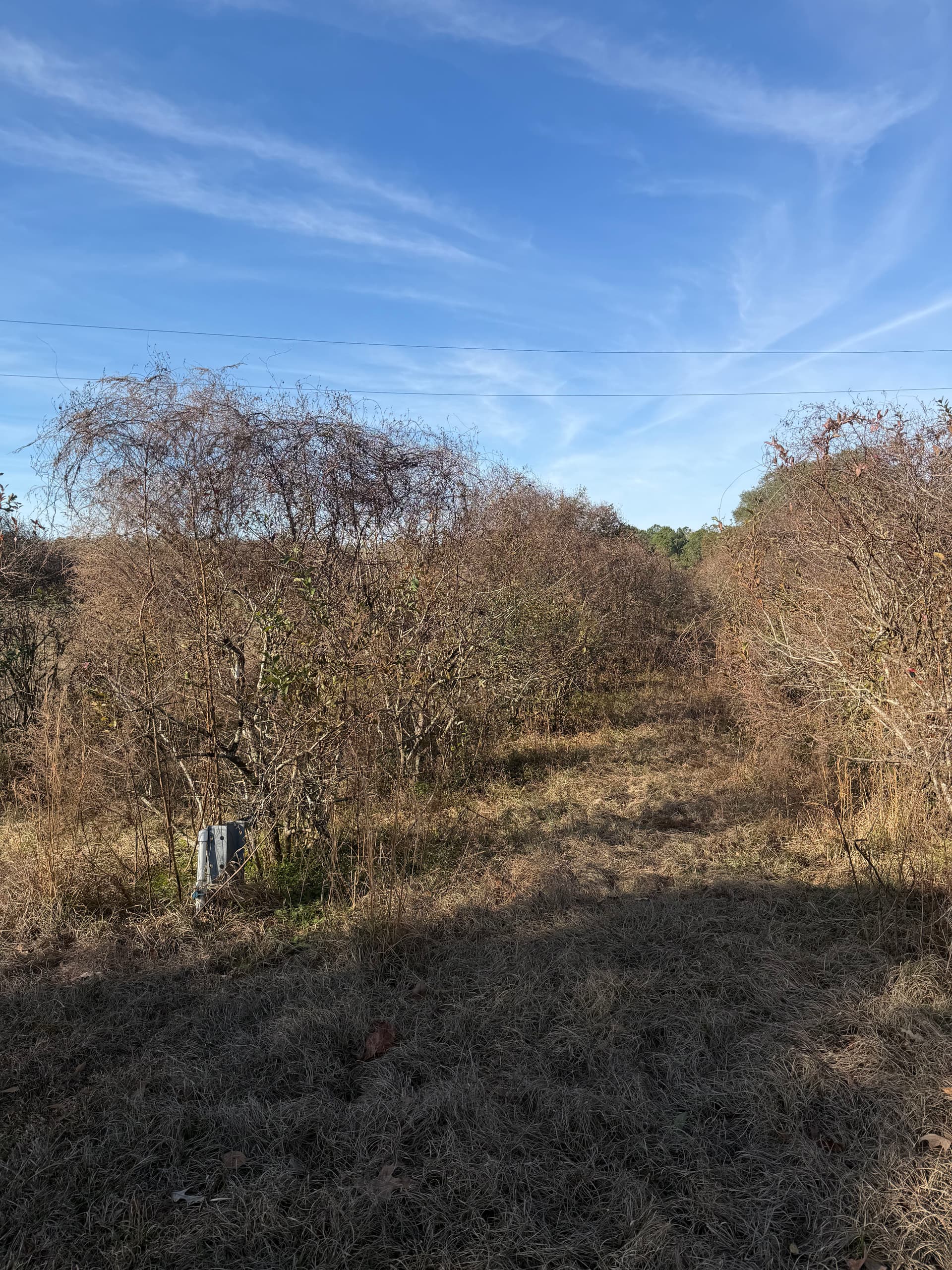 Blueberry Patch Beautification in Vernon, Florida