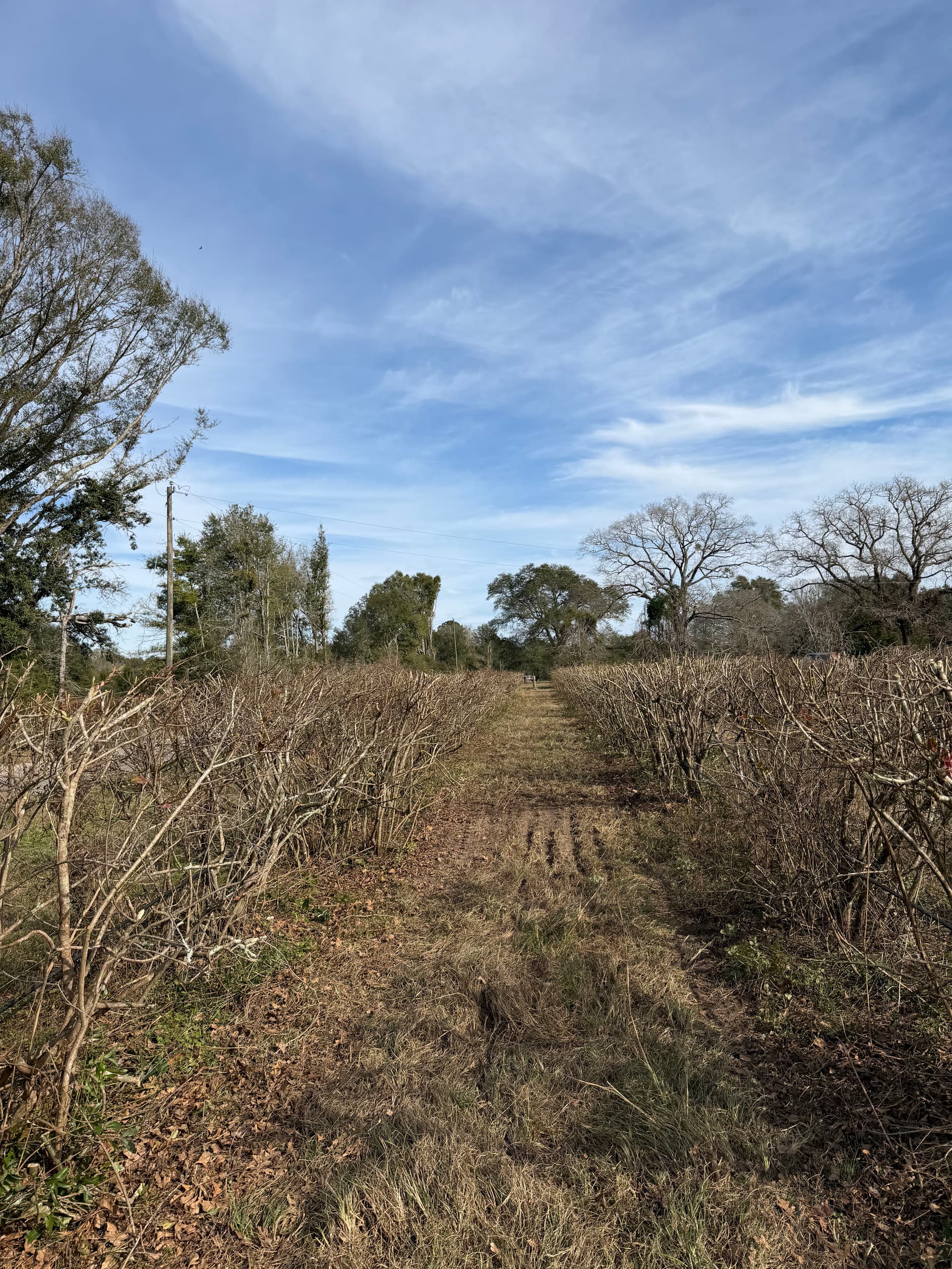 Gallery photos for Blueberry Patch Beautification in Vernon, Florida: Image #8