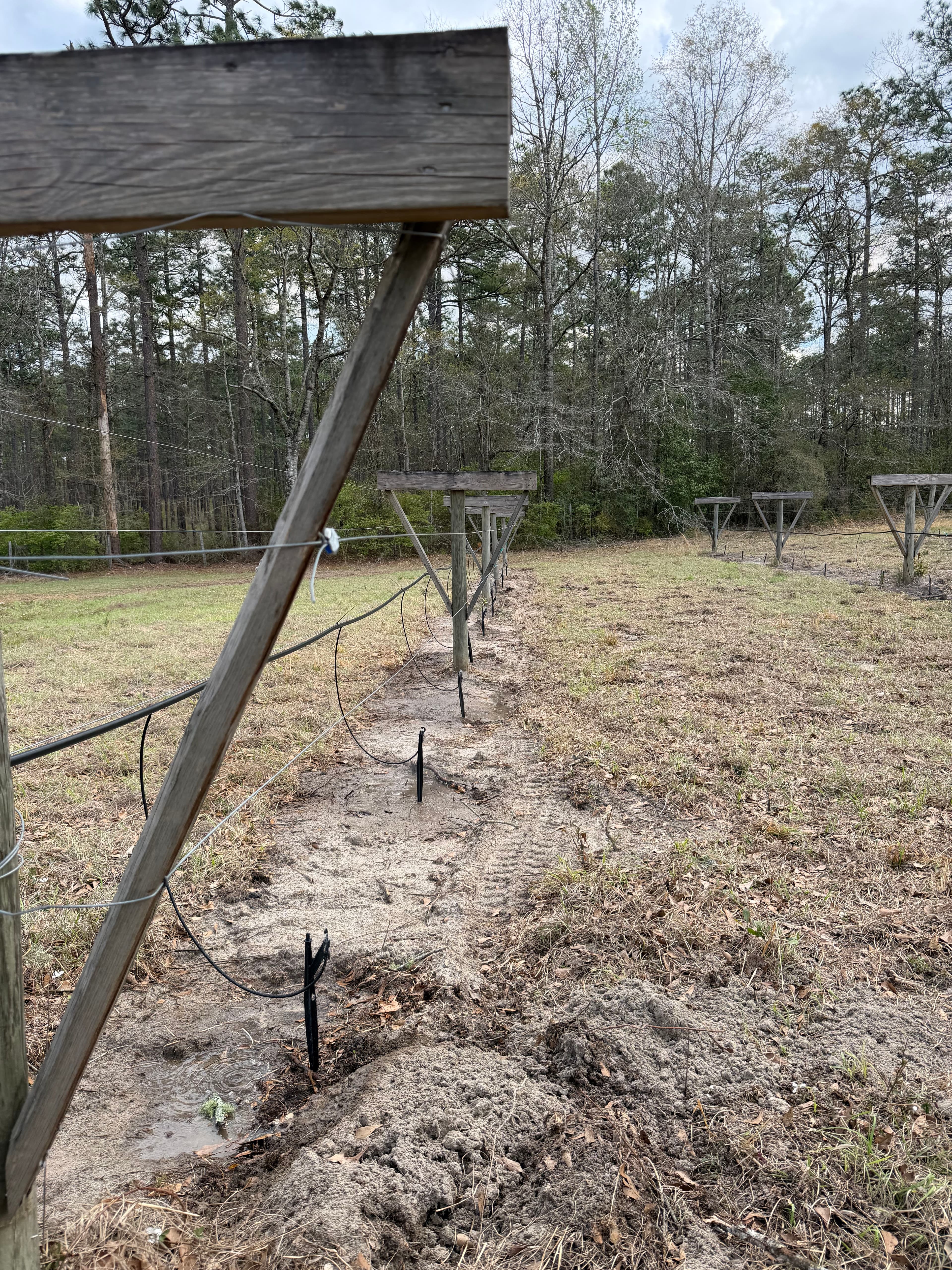 Project Vineyard System Upgrade in Baker - New Irrigation and Support for Berries image