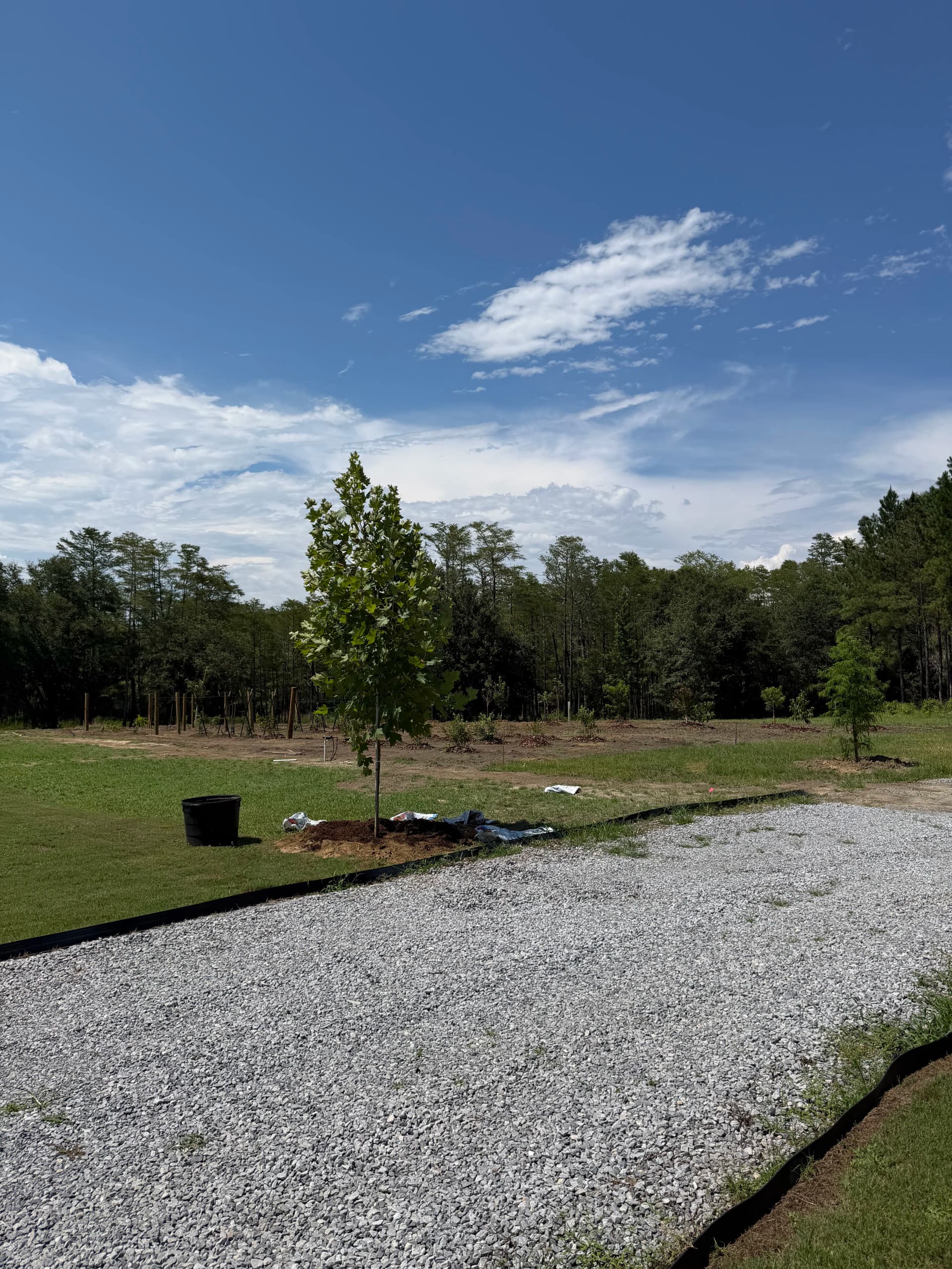 Gallery photos for Planting Trees That Will Outlast All of Us: Image #3
