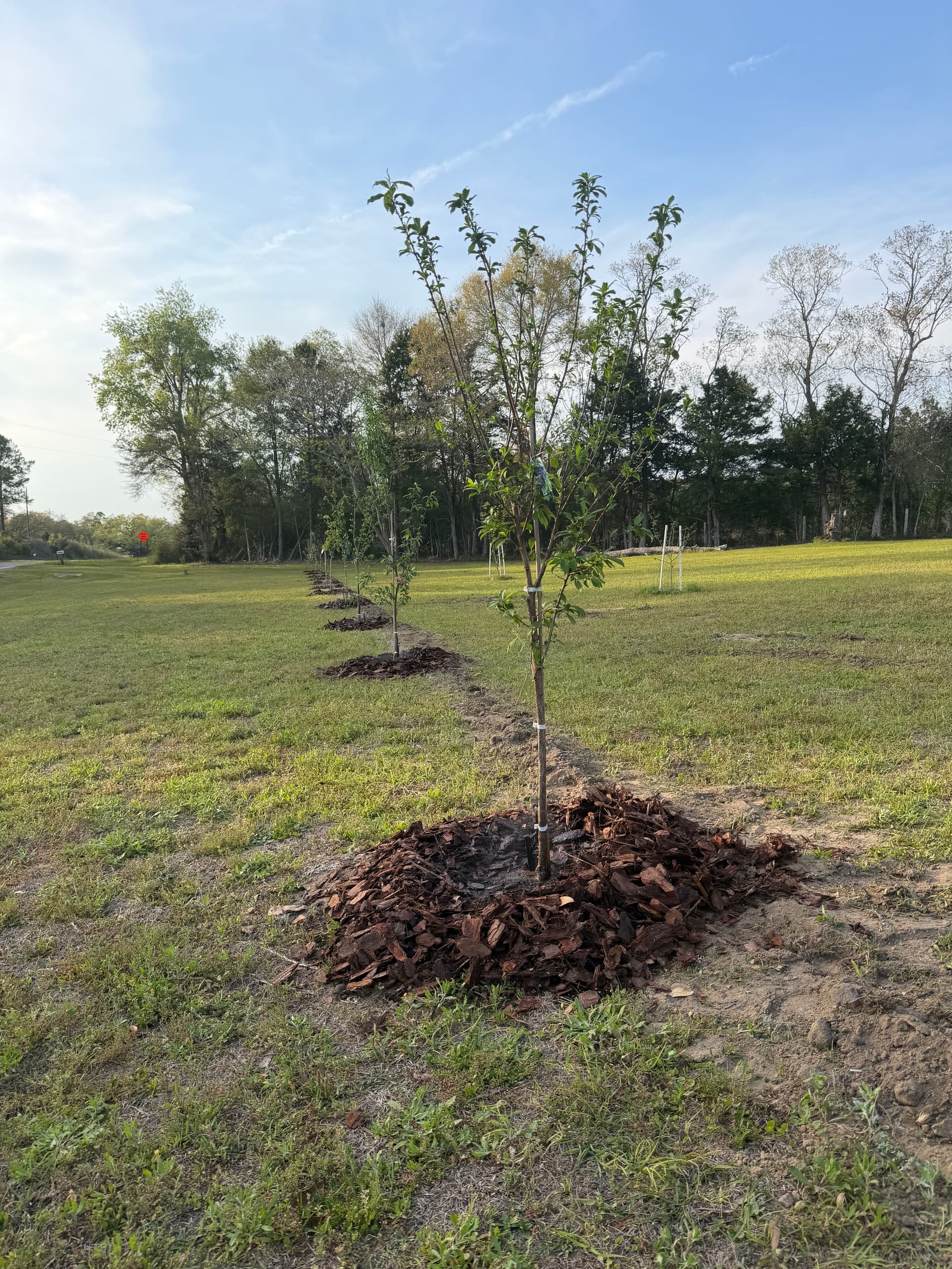 Gallery photos for Orchard and Irrigation System Installation in Caryville Florida: Image #2