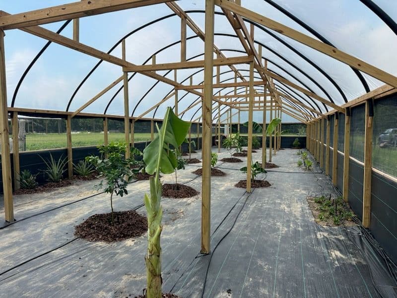 Greenhouse Success in Gordon Alabama
