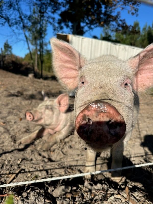 Gallery photos for Expanding Our Pigs' Pasture at Duffy Bros Homesteading: Image #3