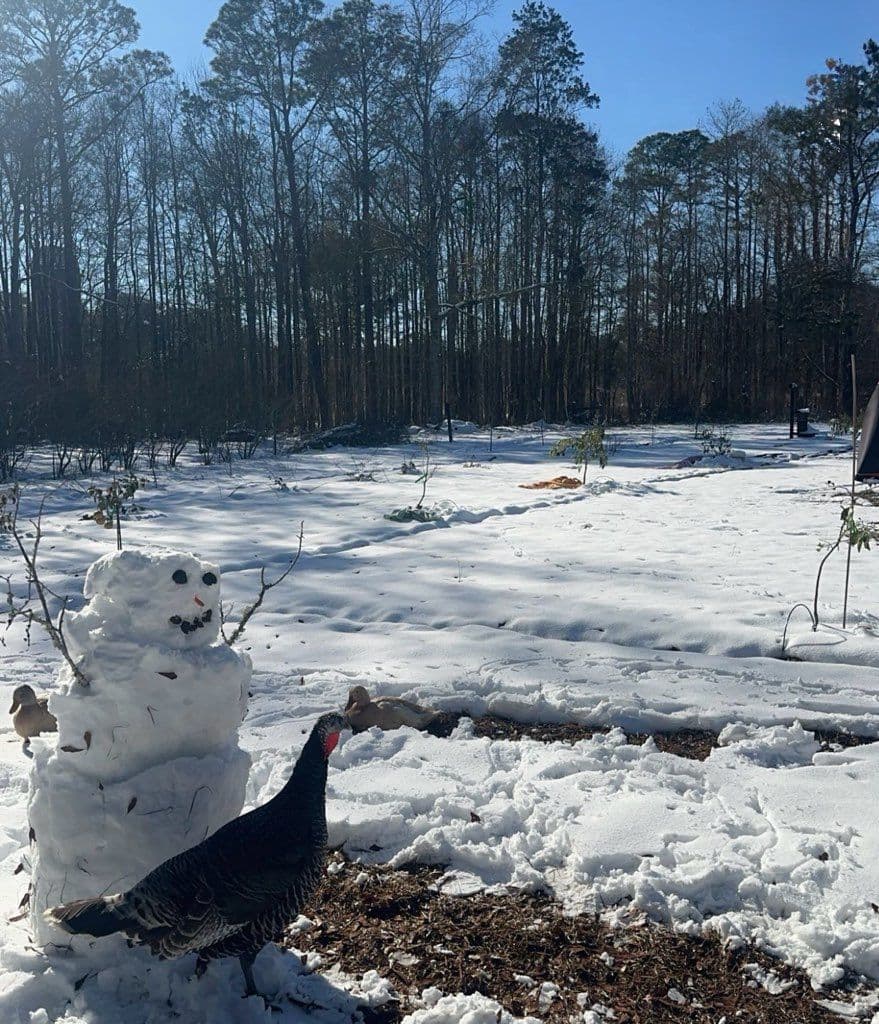 Project Winter Preparations for Our Greenhouses in Florida image