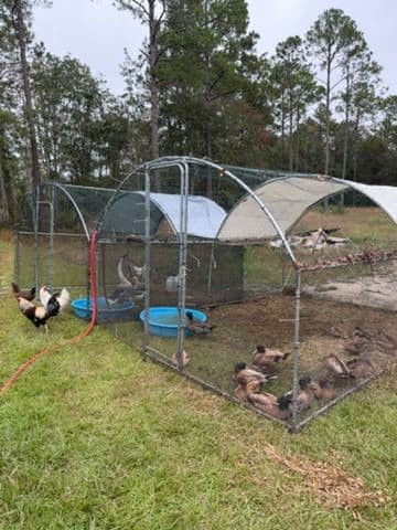Durable Shed Construction at Ponce de Leon