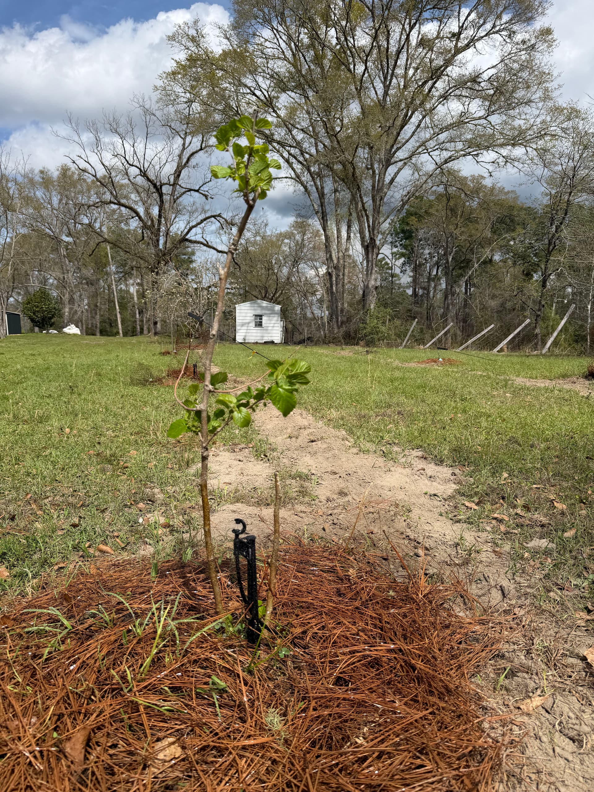 Gallery photos for Irrigation Installation Nurtures Young Orchard in Baker, Florida: Image #6