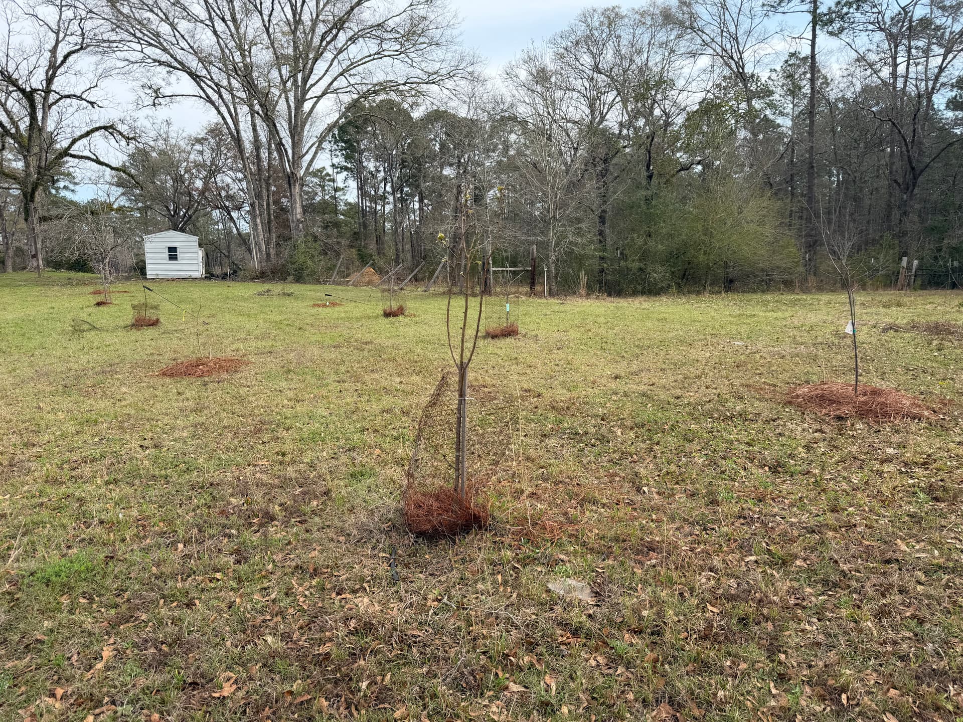 Gallery photos for Irrigation Installation Nurtures Young Orchard in Baker, Florida: Image #1