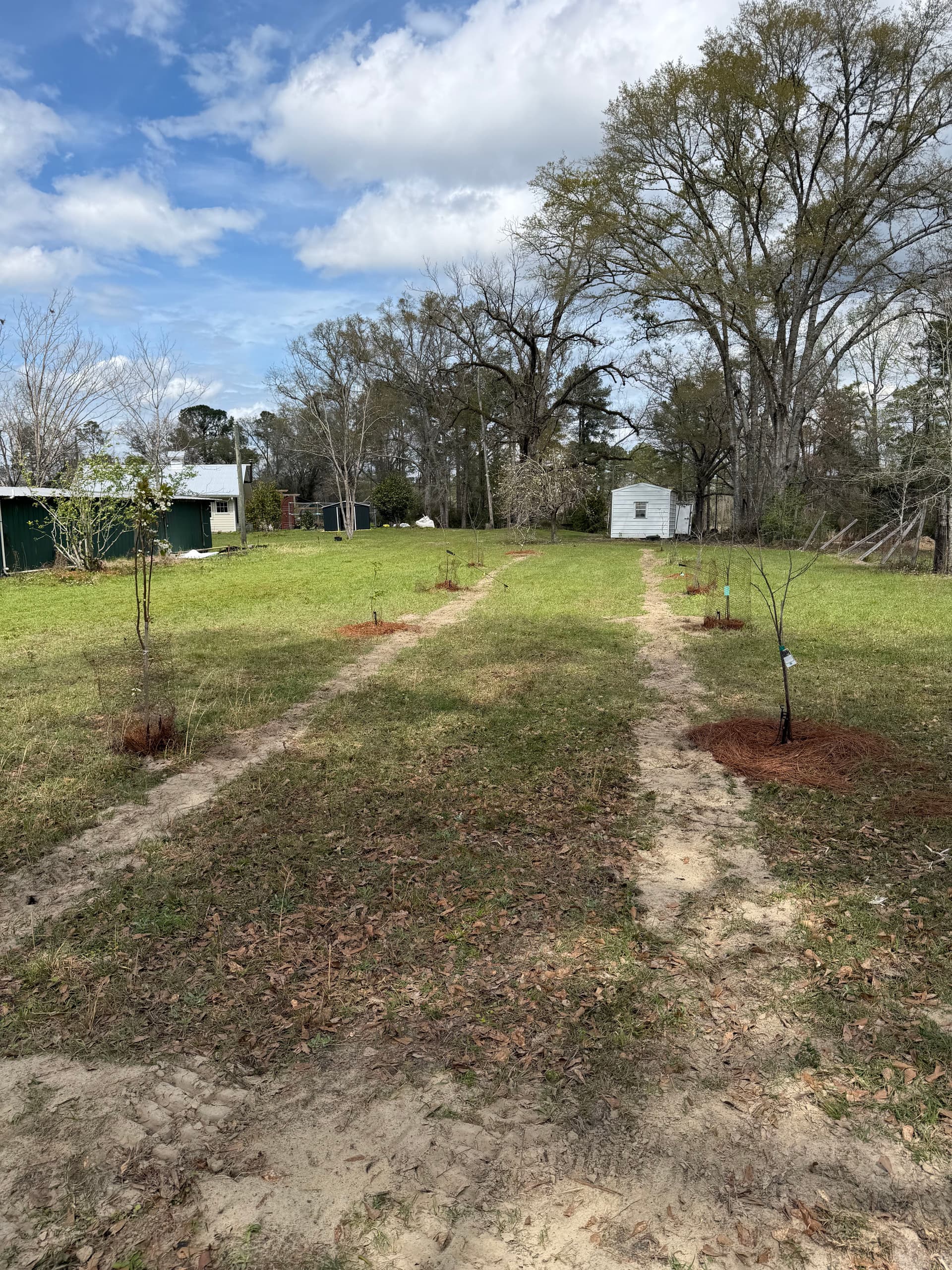 Gallery photos for Irrigation Installation Nurtures Young Orchard in Baker, Florida: Image #5