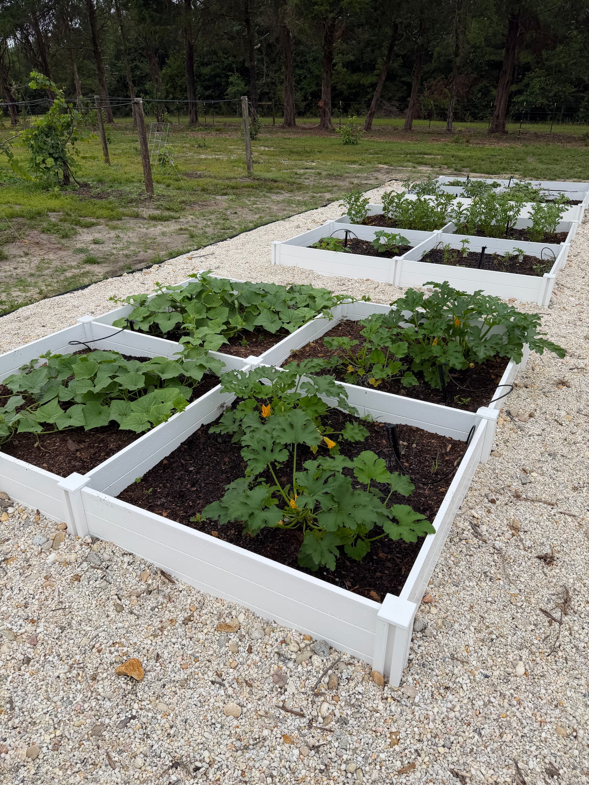 Gallery photos for Raised Bed Garden Builds in Navarre and Ponce De Leon: Image #5