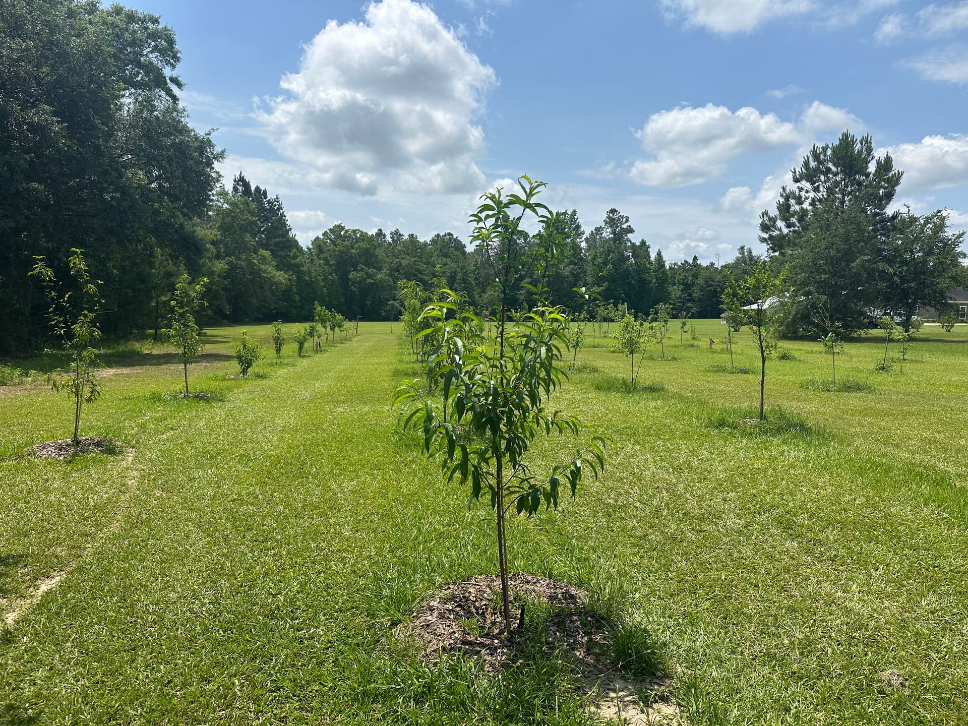 Gallery photos for Transformation of Chipley Field into Thriving Orchard: Image #4