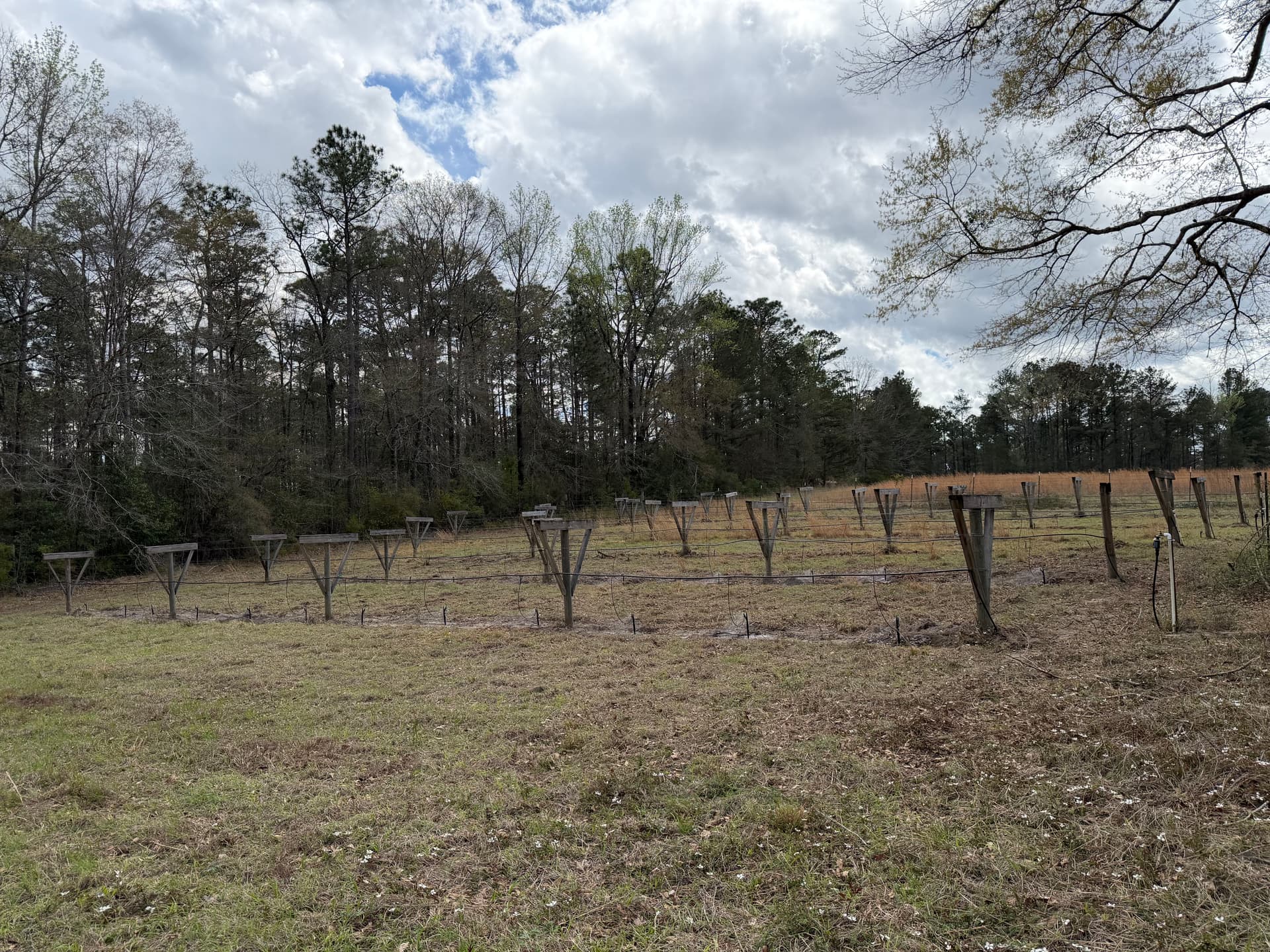 Gallery photos for Vineyard System Upgrade in Baker - New Irrigation and Support for Berries: Image #2
