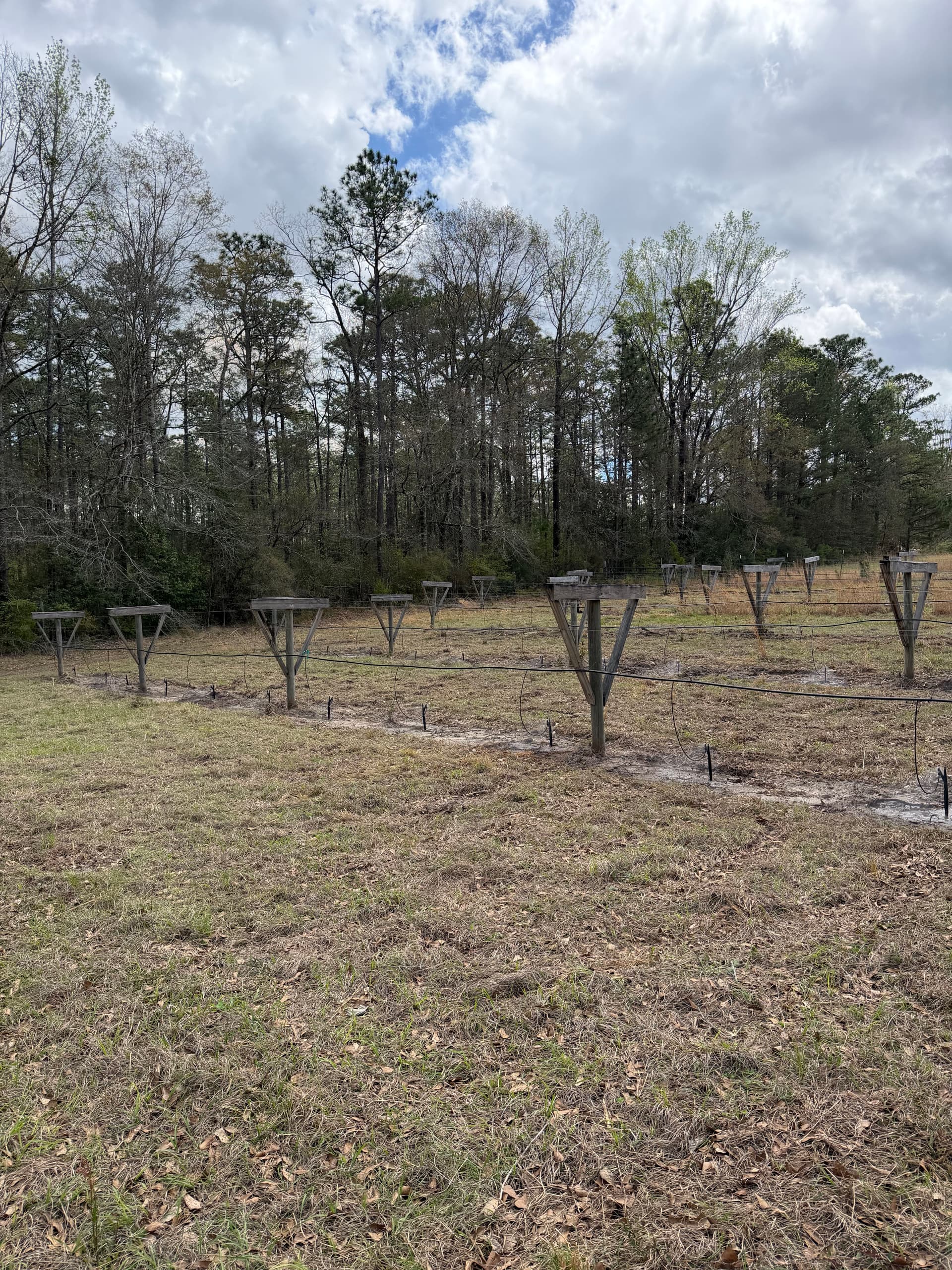 Gallery photos for Vineyard System Upgrade in Baker - New Irrigation and Support for Berries: Image #1