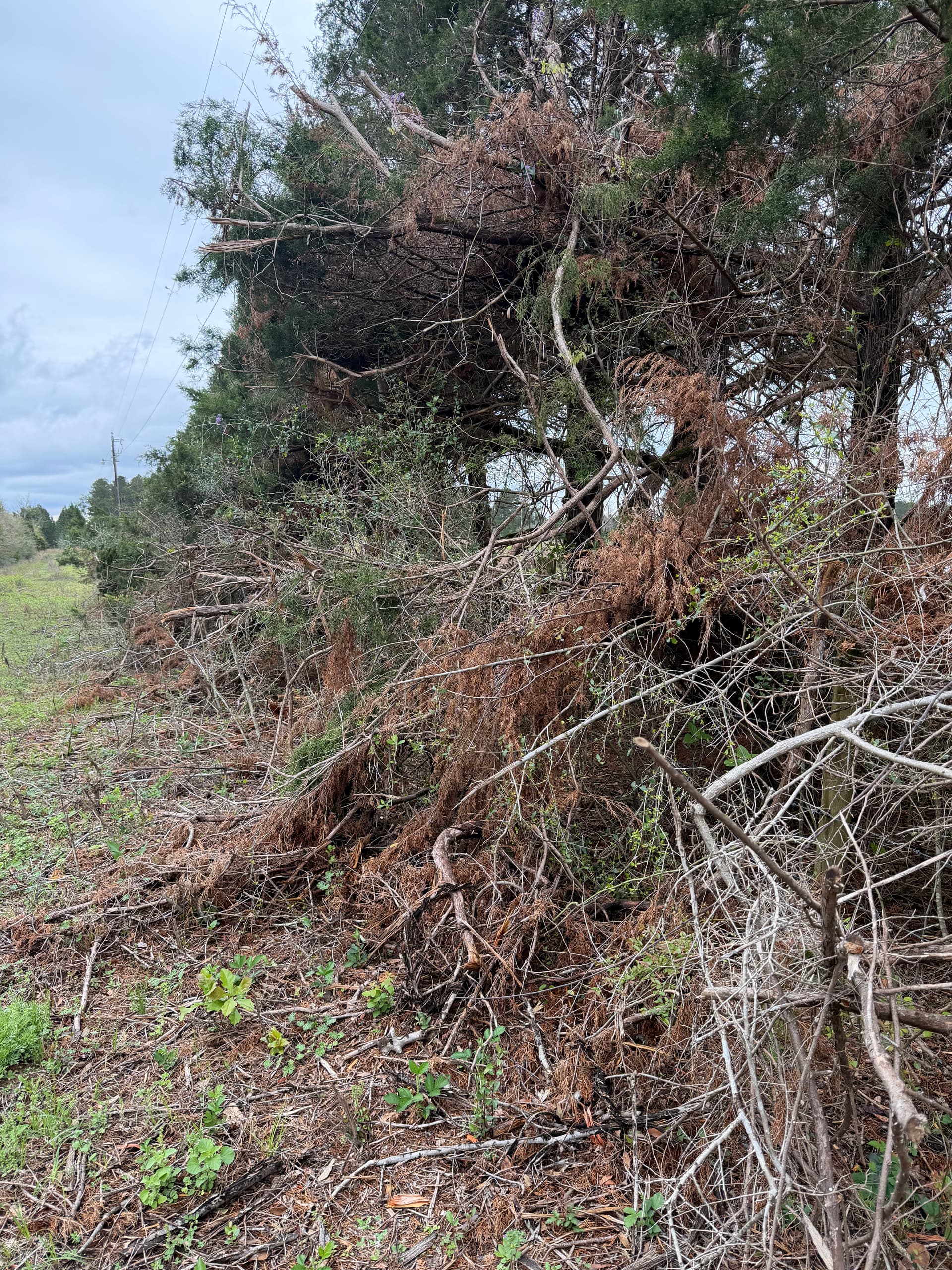 Gallery photos for From Brush to Barrier - Fence Restoration in Ponce de Leon: Image #1